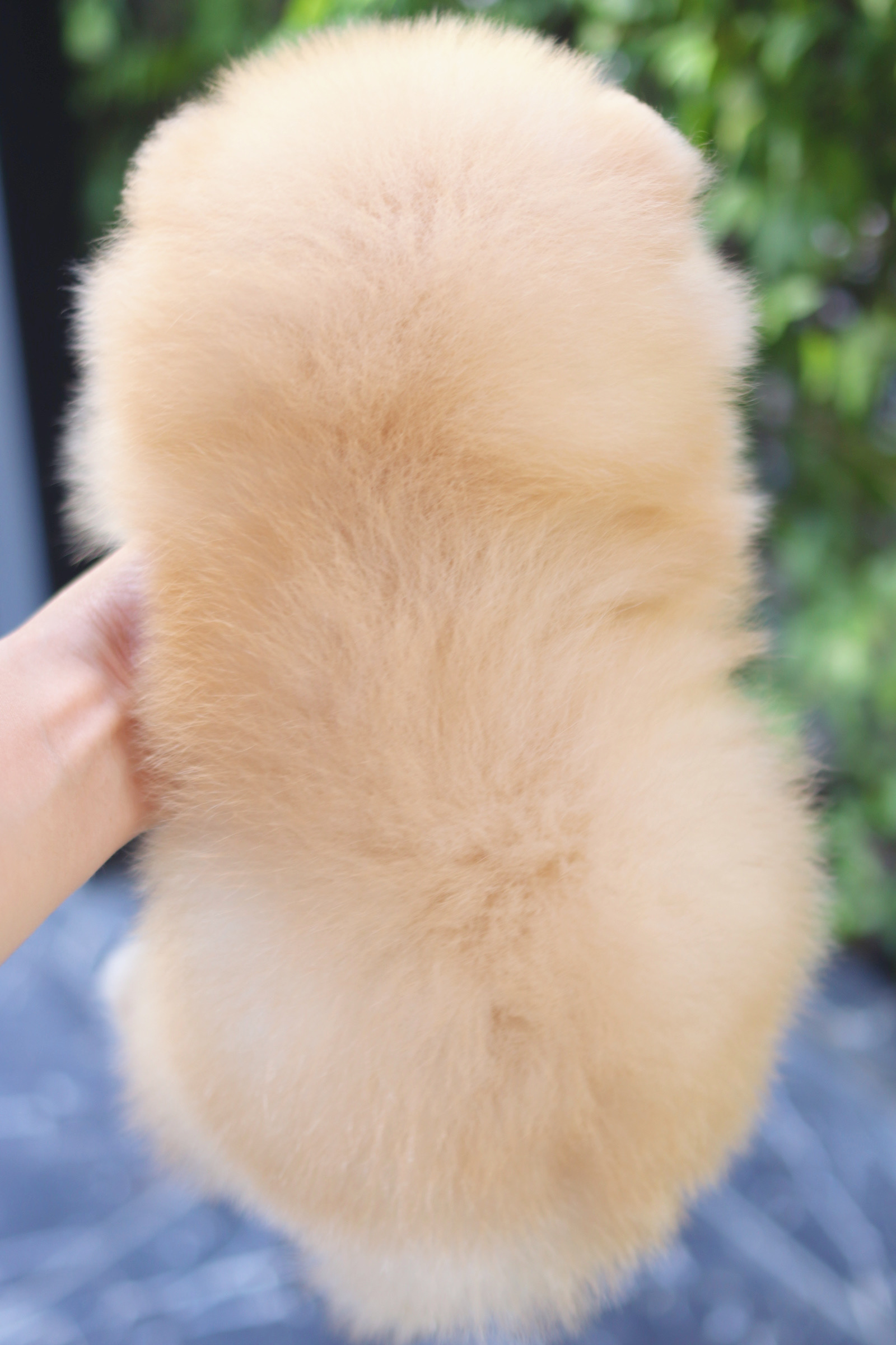 ปอมเมอเรเนียน เพศผู้สีครีม