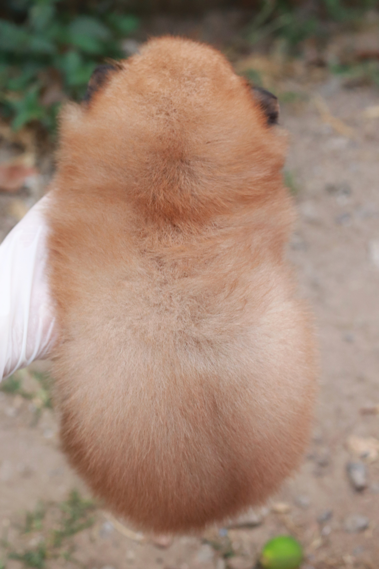 ปอมเมอเรเนียน เพศผู้