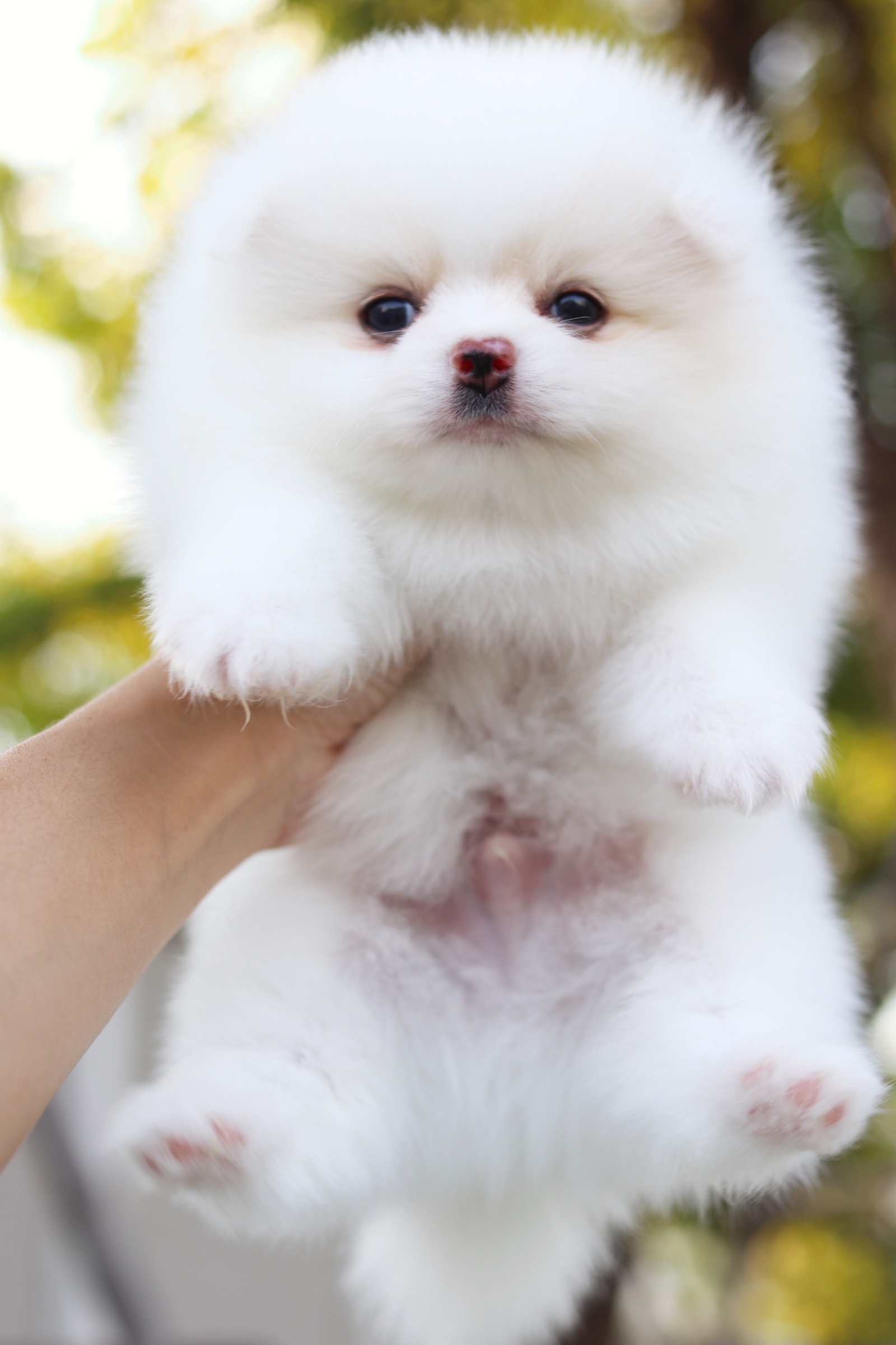 ปอมเมอเรเนียน เพศผู้ สีขาวครีม