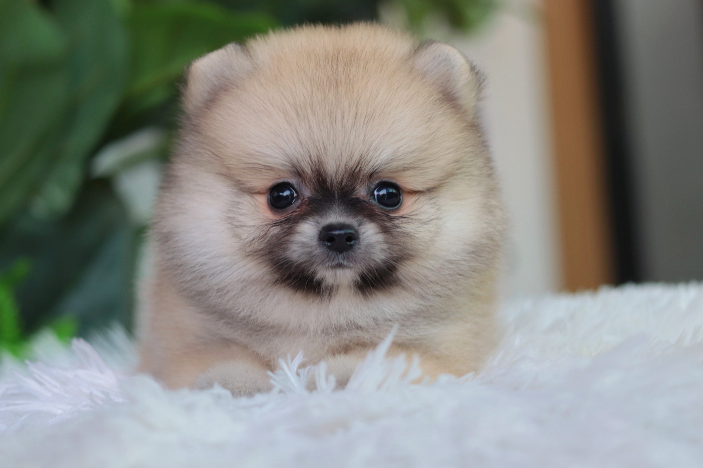 ปอมเมอเรเนียน เพศผู้สีส้ม