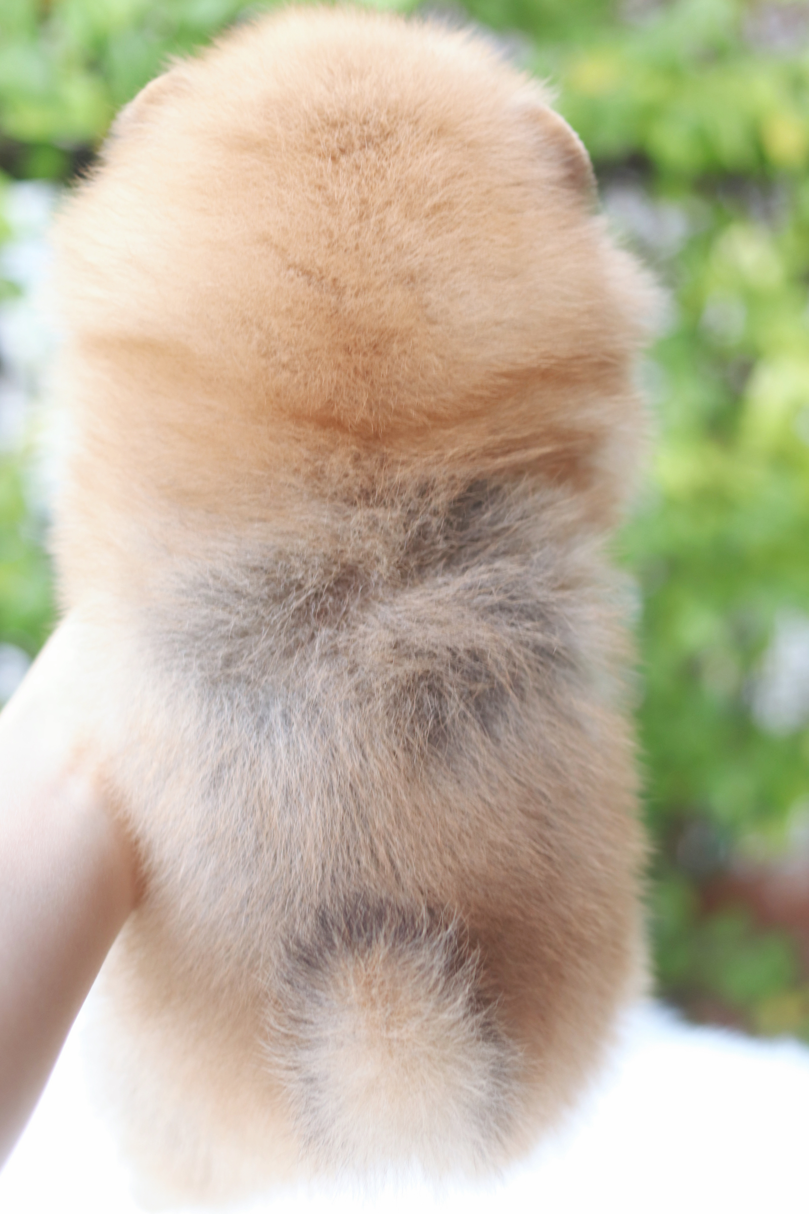 ปอมเมอเรเนียน เพศเมียสีส้มเกรดโชว์