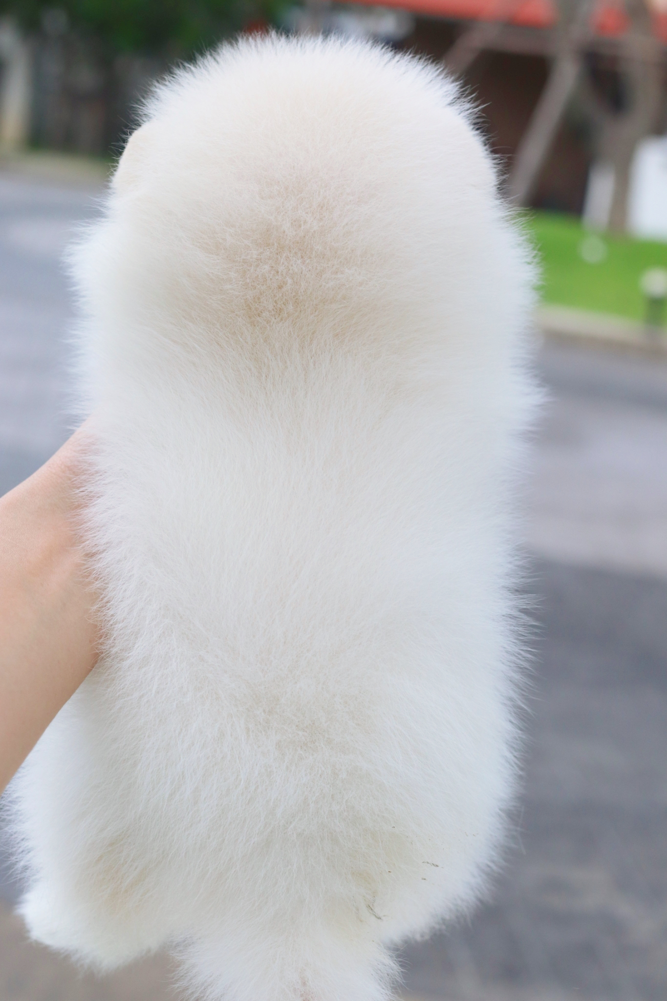 ปอมเมอเรเนียน เพศผู้สีขาวครีม เกรดโชว์