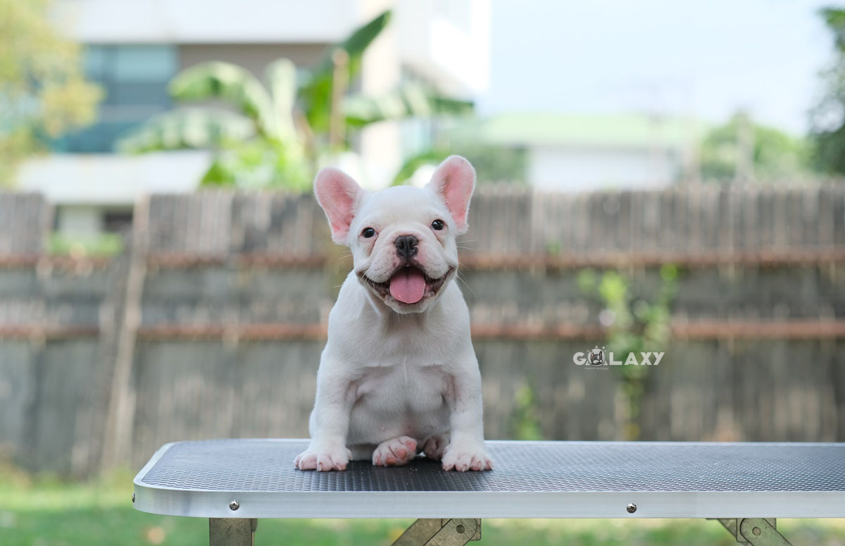 เด็กหญิงออร่า สีขาวล้วน อารมณ์ดี นิสัยน่ารัก หน้าใหญ่ ริงเกิลสวย ดีกรีลูกไทยแลนด์แชมป์ ทำวัคซีนถ่ายพยาธิเรียบร้อย สนใจติดต่อได้เลยค่ะ