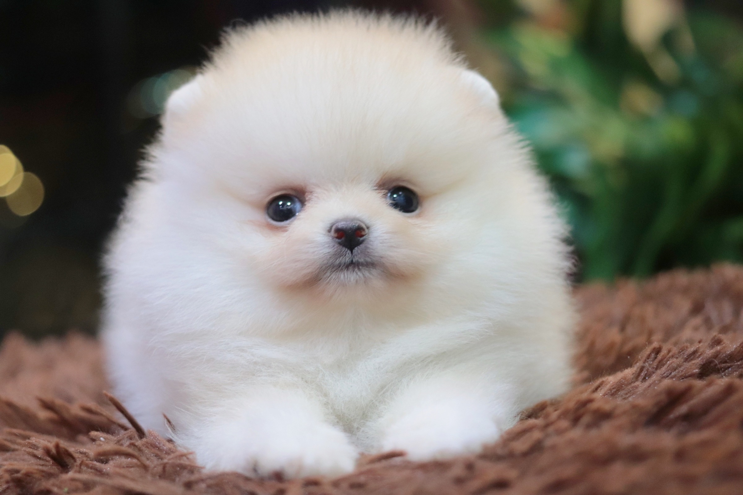 ปอมเมอเรเนียน เพศเมียขาวครีม