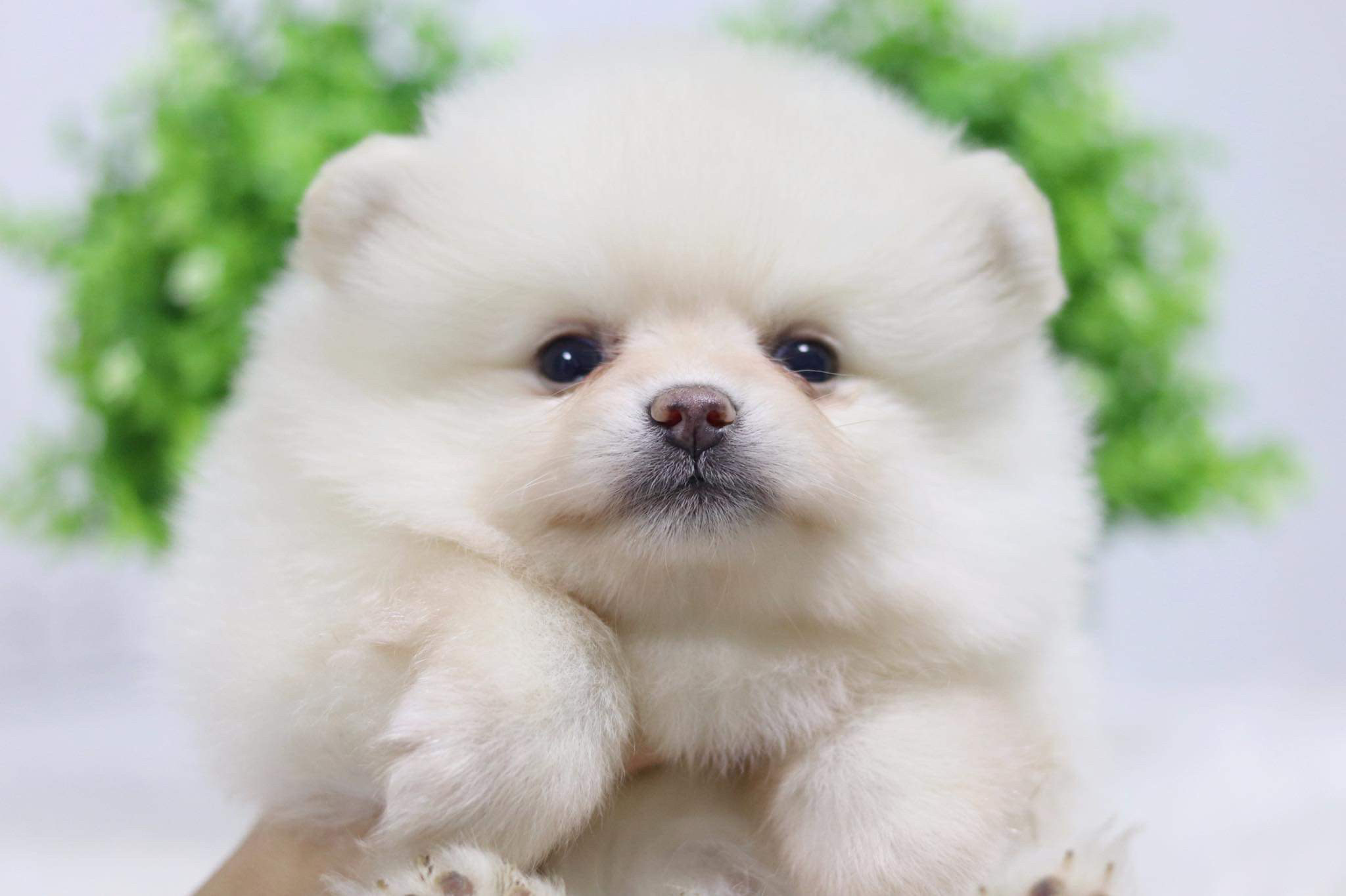 ปอมเมอเรเนียน เพศเมีย