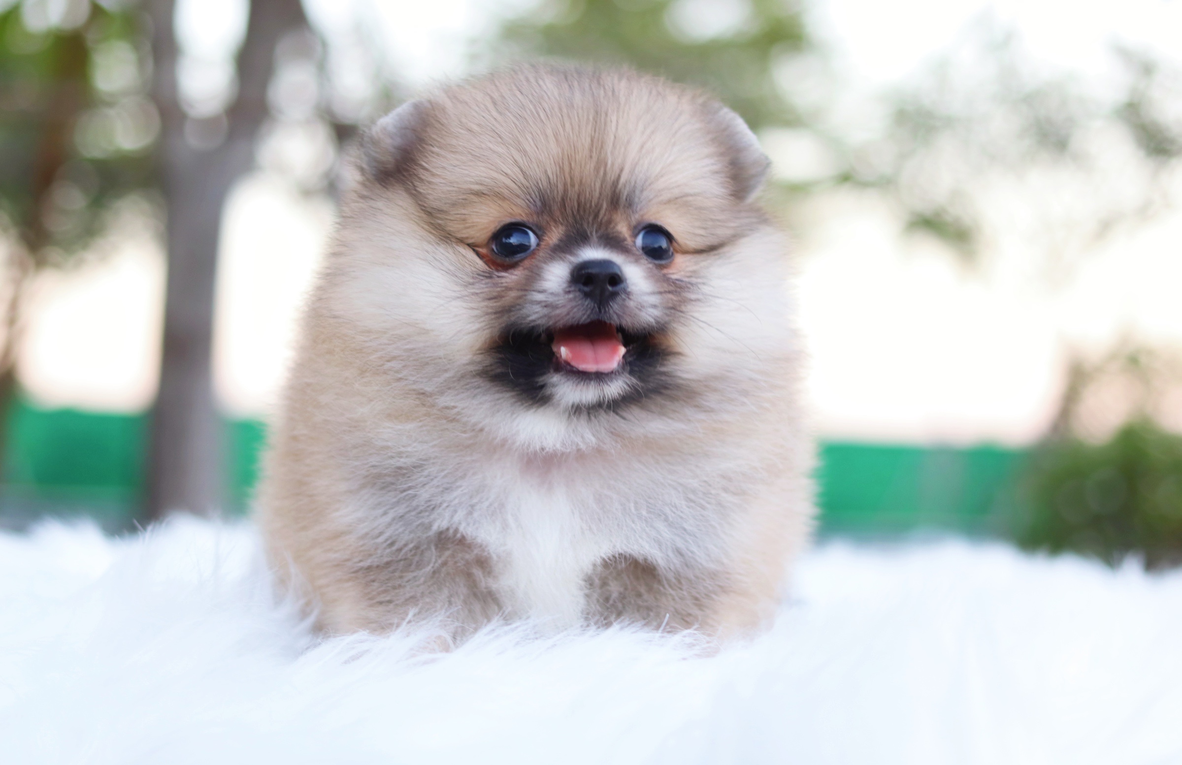 ปอมเมอเรเนียน เพศเมียสีส้ม