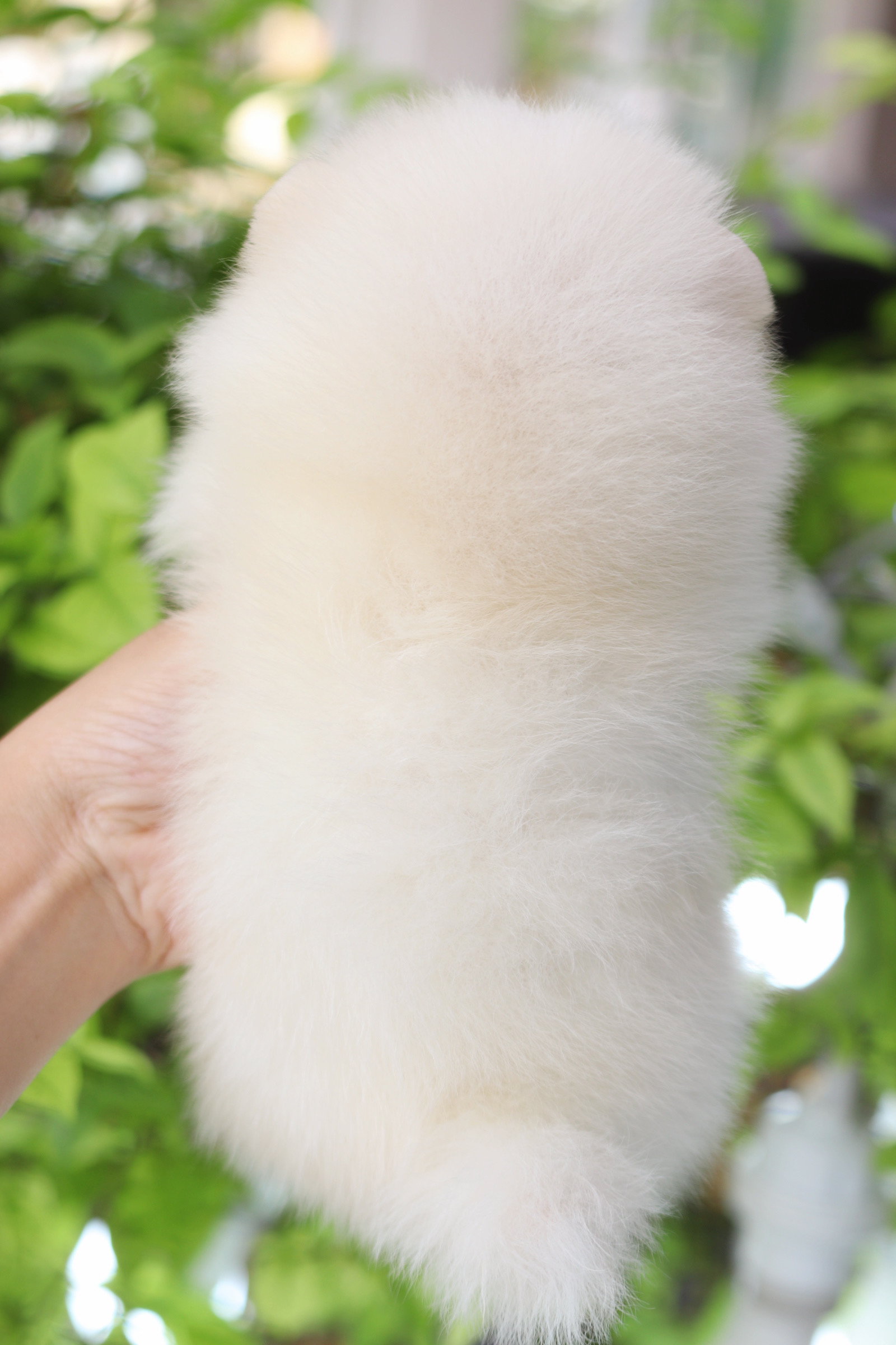 ปอมเมอเรเนียน เพศผู้สีขาวครีม เกรดโชว์