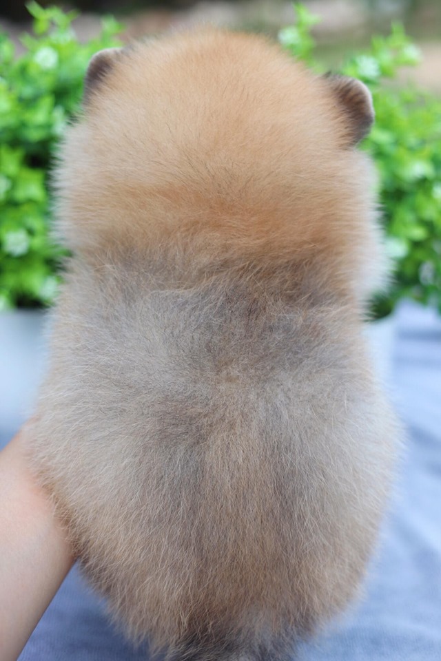 ปอมเมอเรเนียน เพศผู้