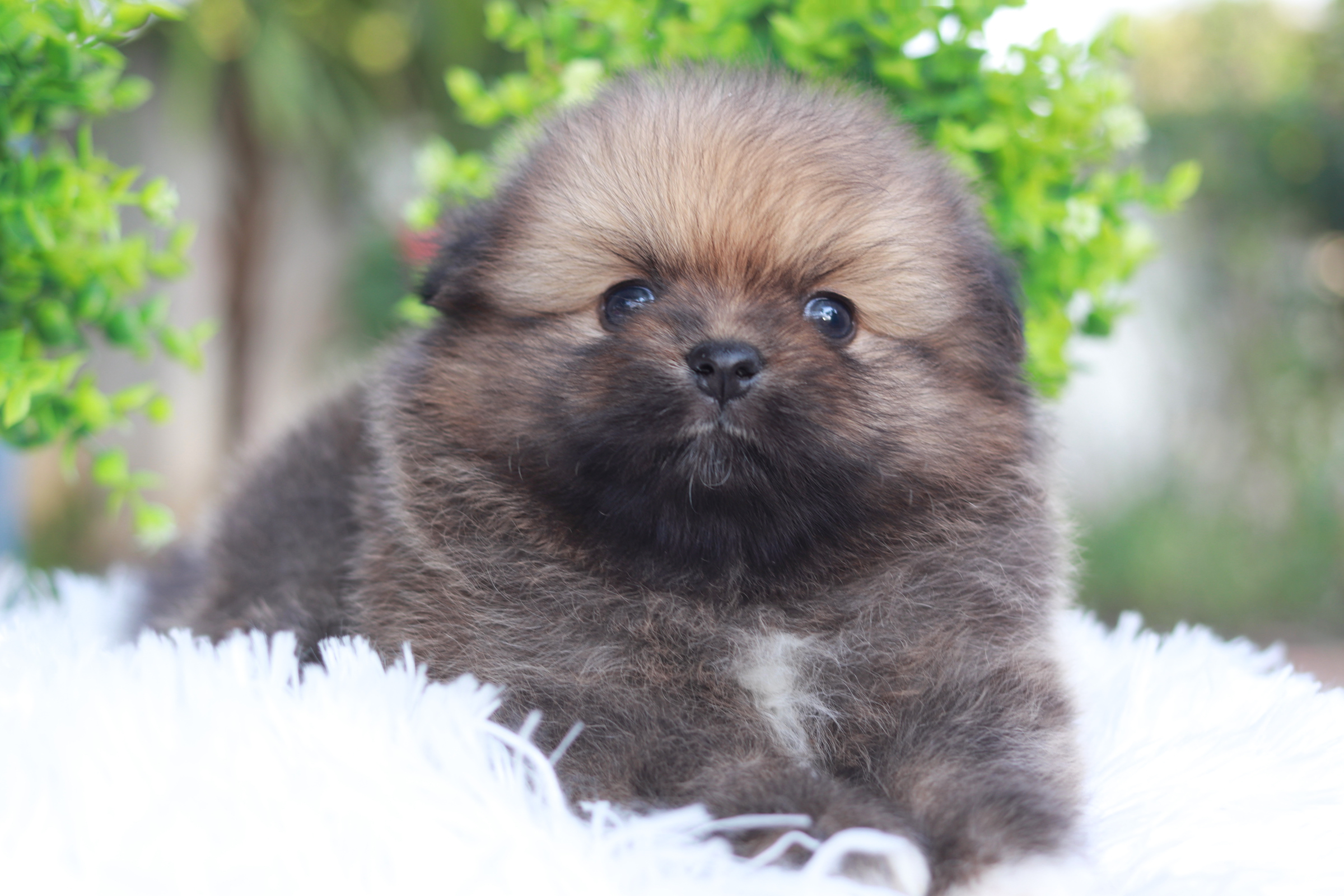 ปอมเมอเรเนียน เพศผู้