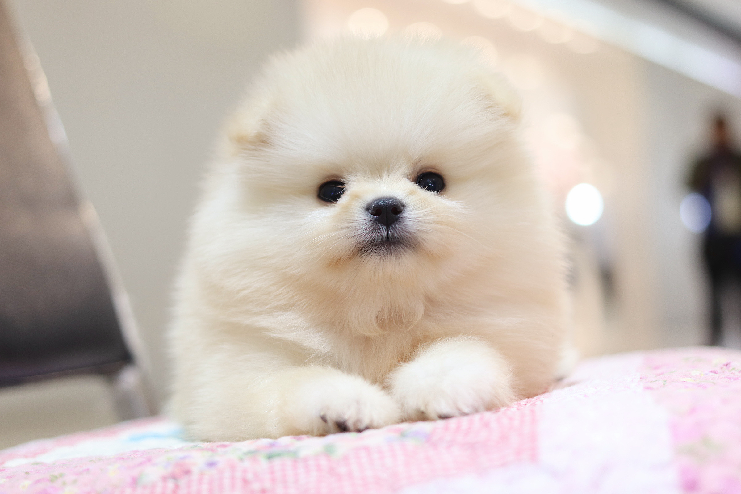 ปอมเมอเรเนียน เพศเมียสีครีม เกรดโชว์