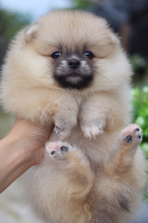 ปอมเมอเรเนียน เพศเมีย