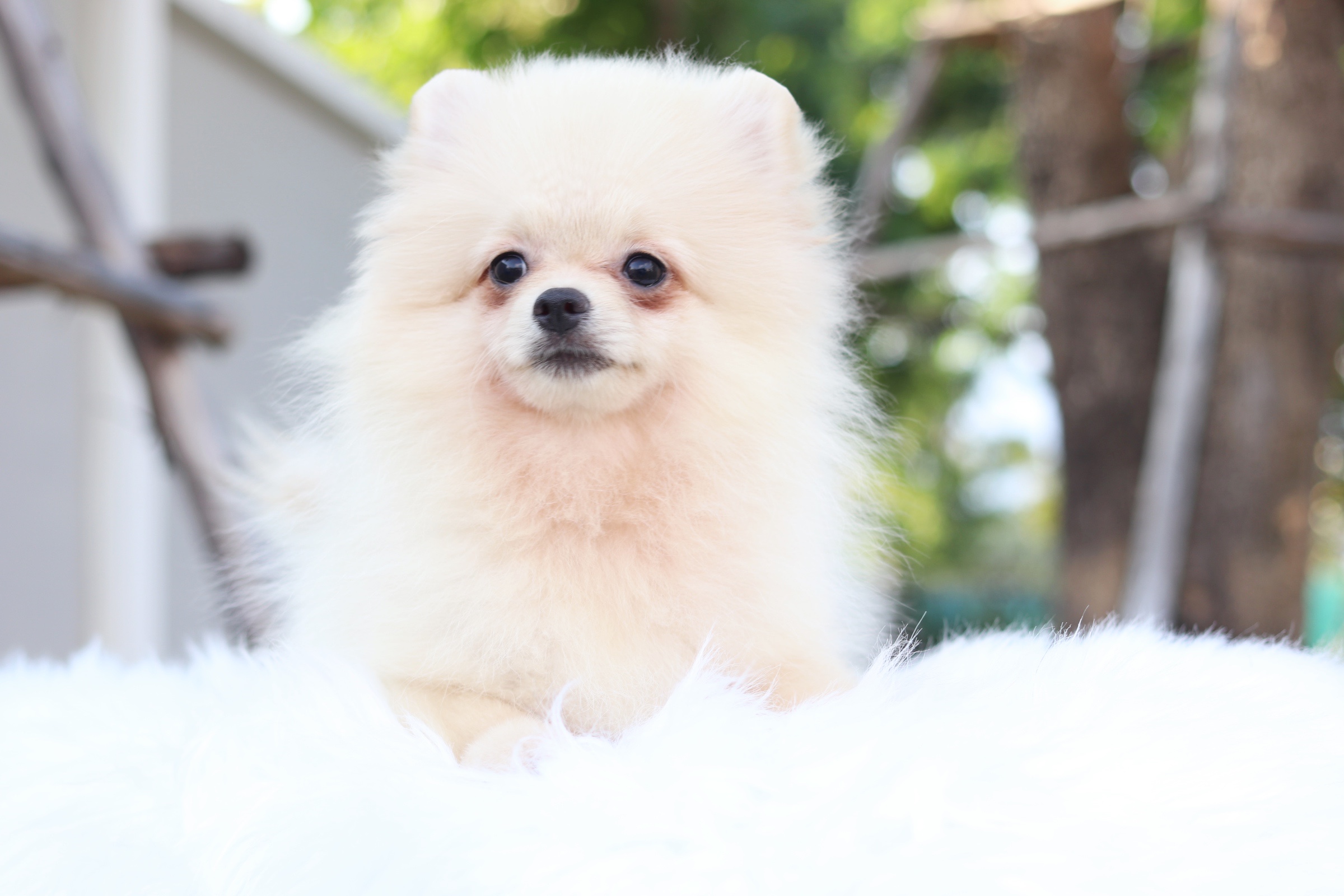 ปอมเมอเรเนียน เพศเมียสีครีม สามเดือน