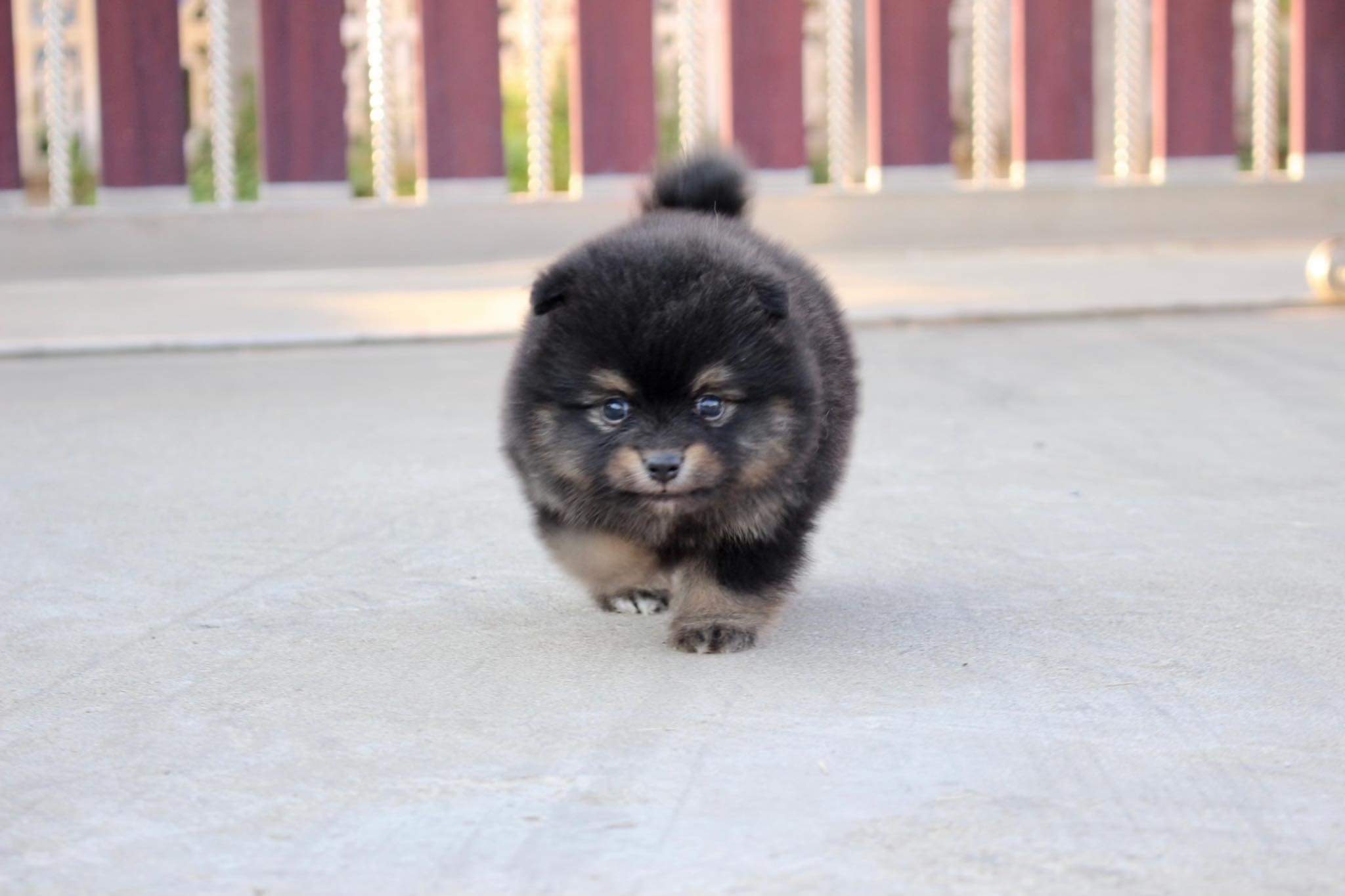 ปอมเมอเรเนียน เพศผู้ แบล็คแทน