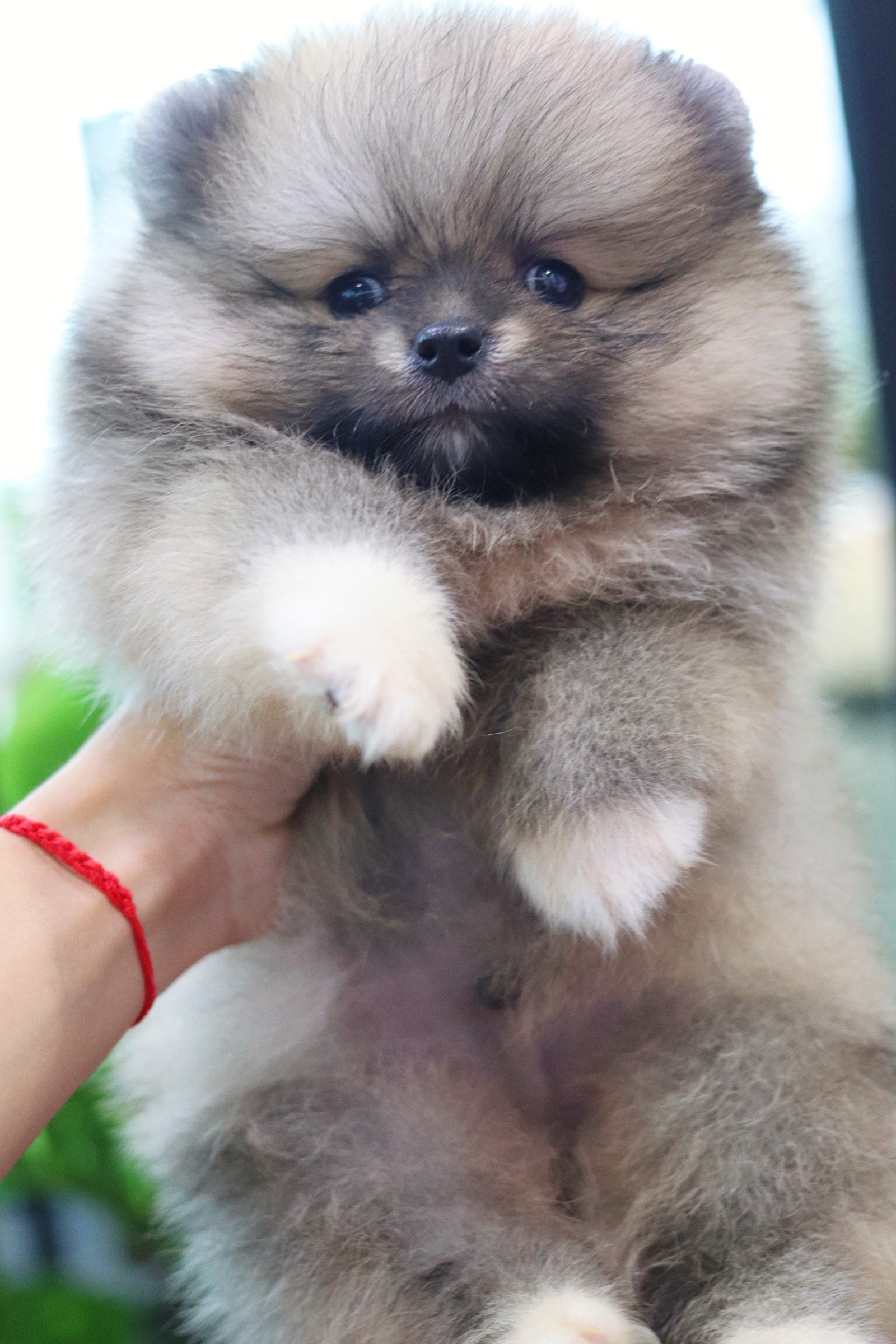 ปอมเมอเรเนียน เพศผู้ สีส้ม