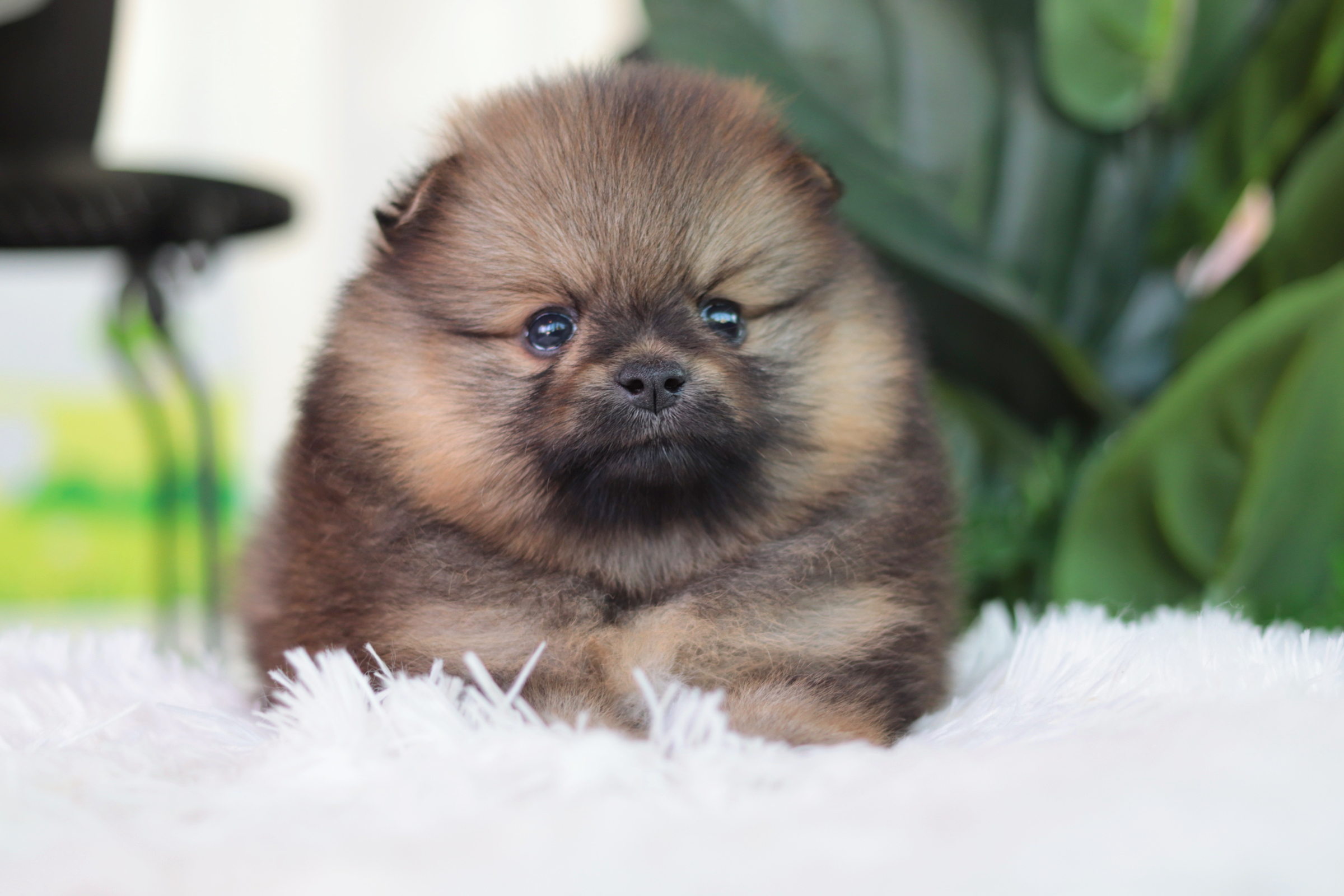 ปอมเมอเรเนียน เพศผู้สีส้ม