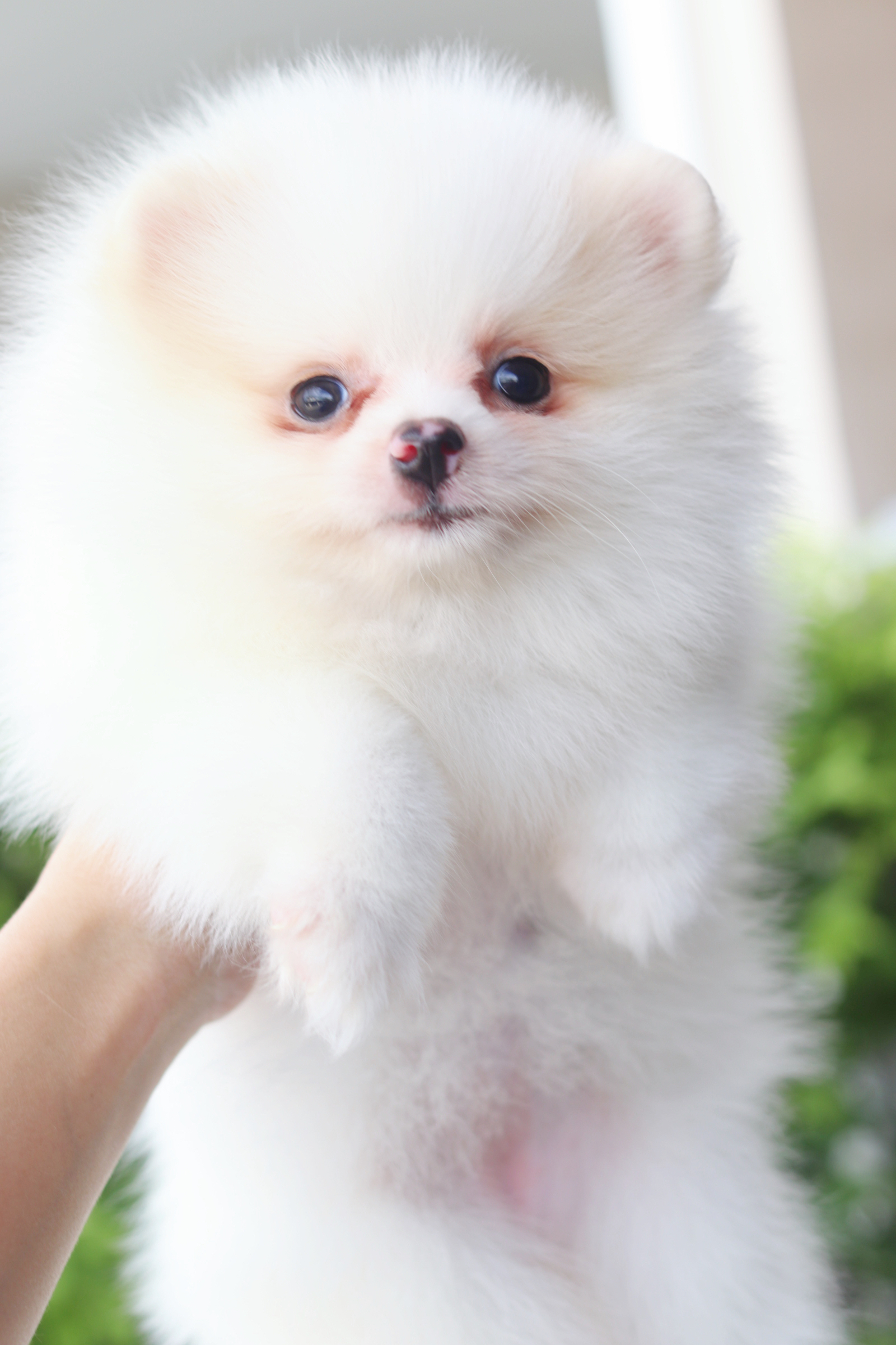 ปอมเมอเรเนียน เพศเมียสีขาวครีม