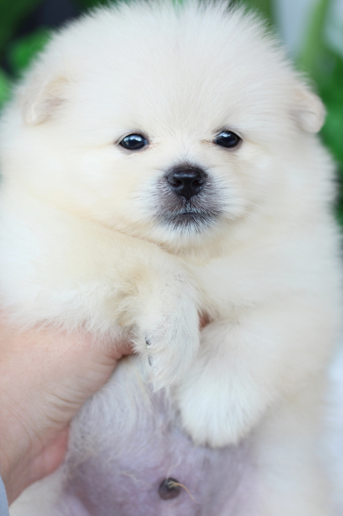 ปอมเมอเรเนียน เพศผู้ สีขาวครีม