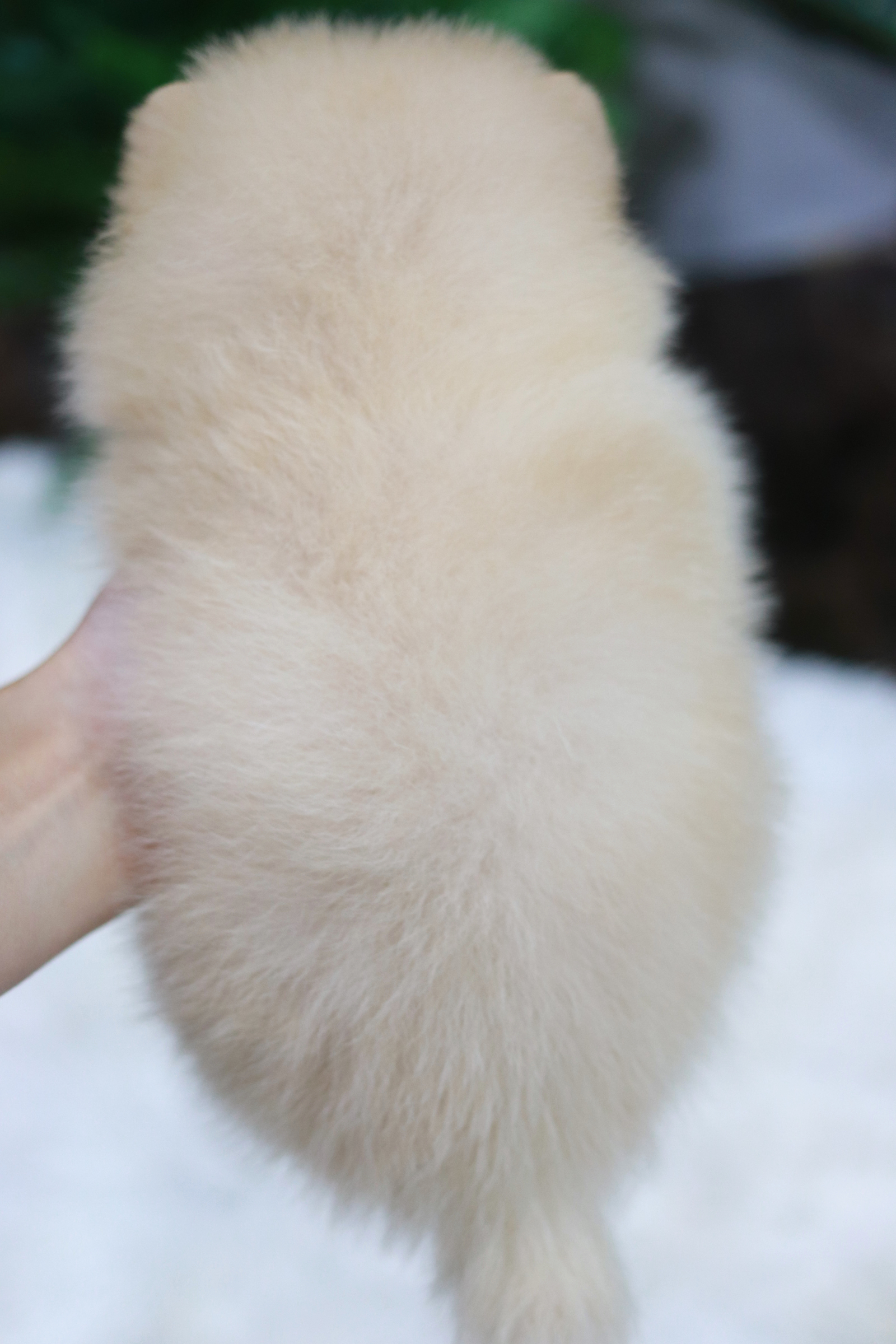 ปอมเมอเรเนียน เพศเมีย