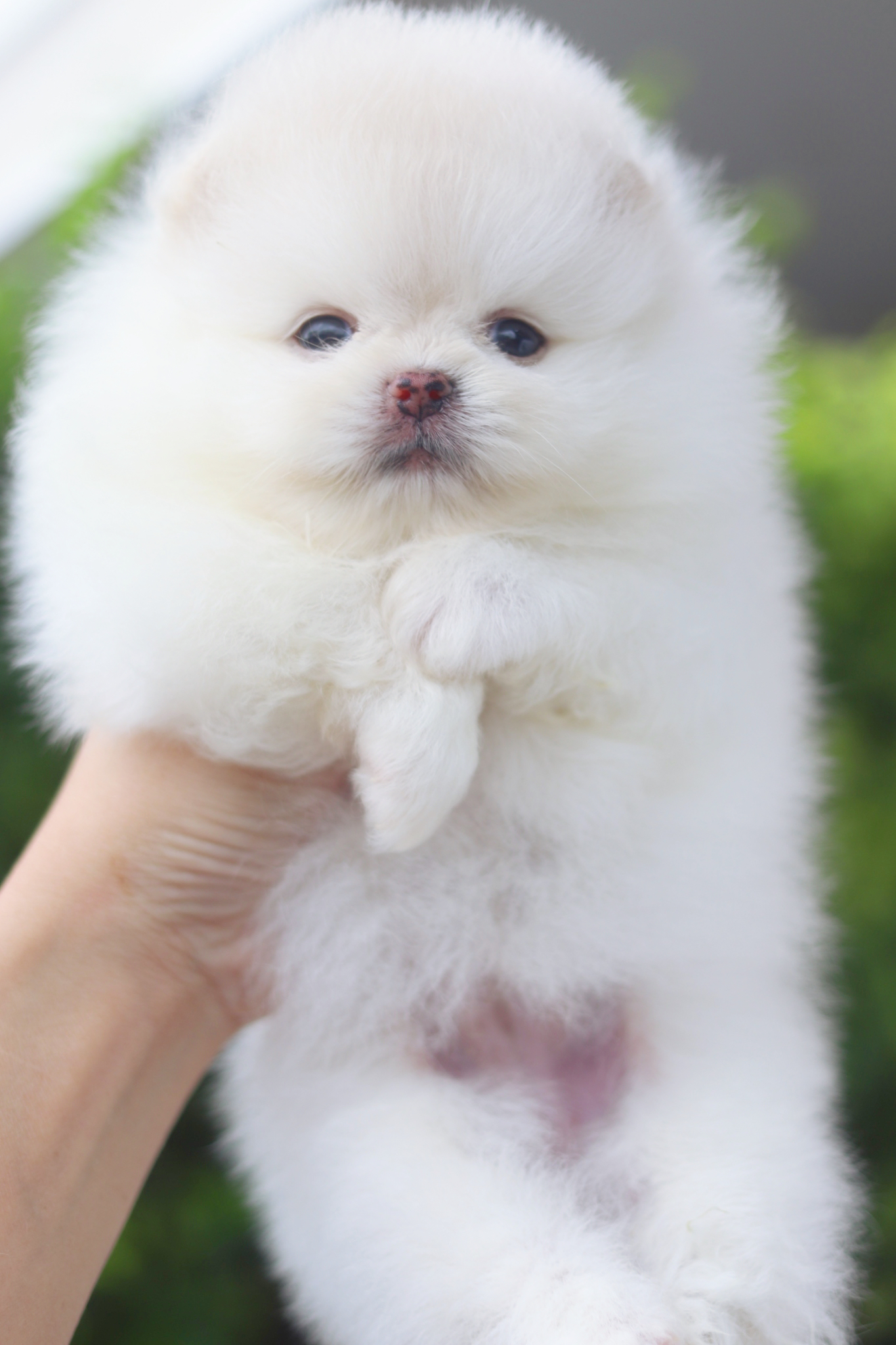 ปอมเมอเรเนียน เพศเมียสีขาวครีมเกรดโชว์