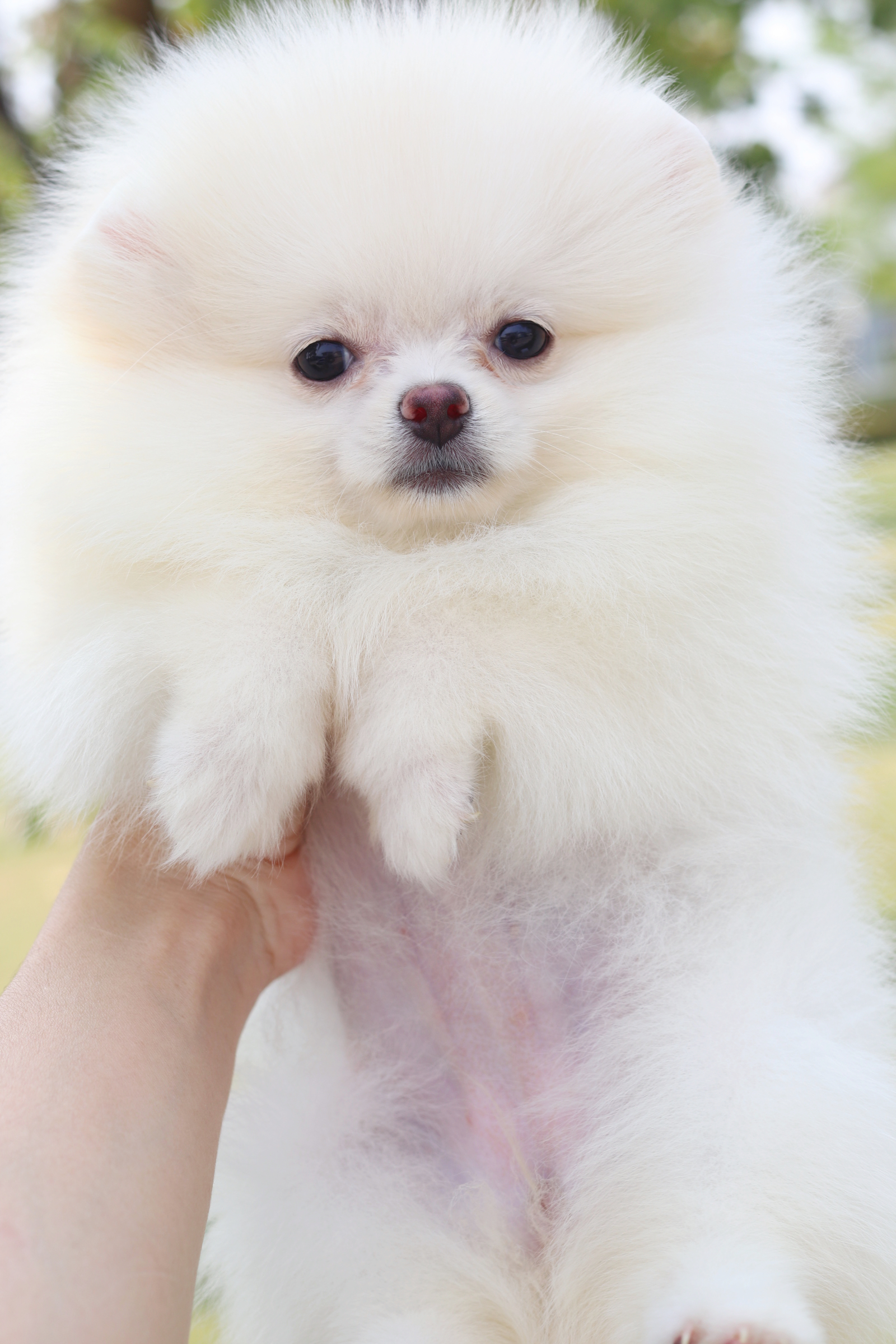 ปอมเมอเรเนียน เพศเมียสีขาวครีม