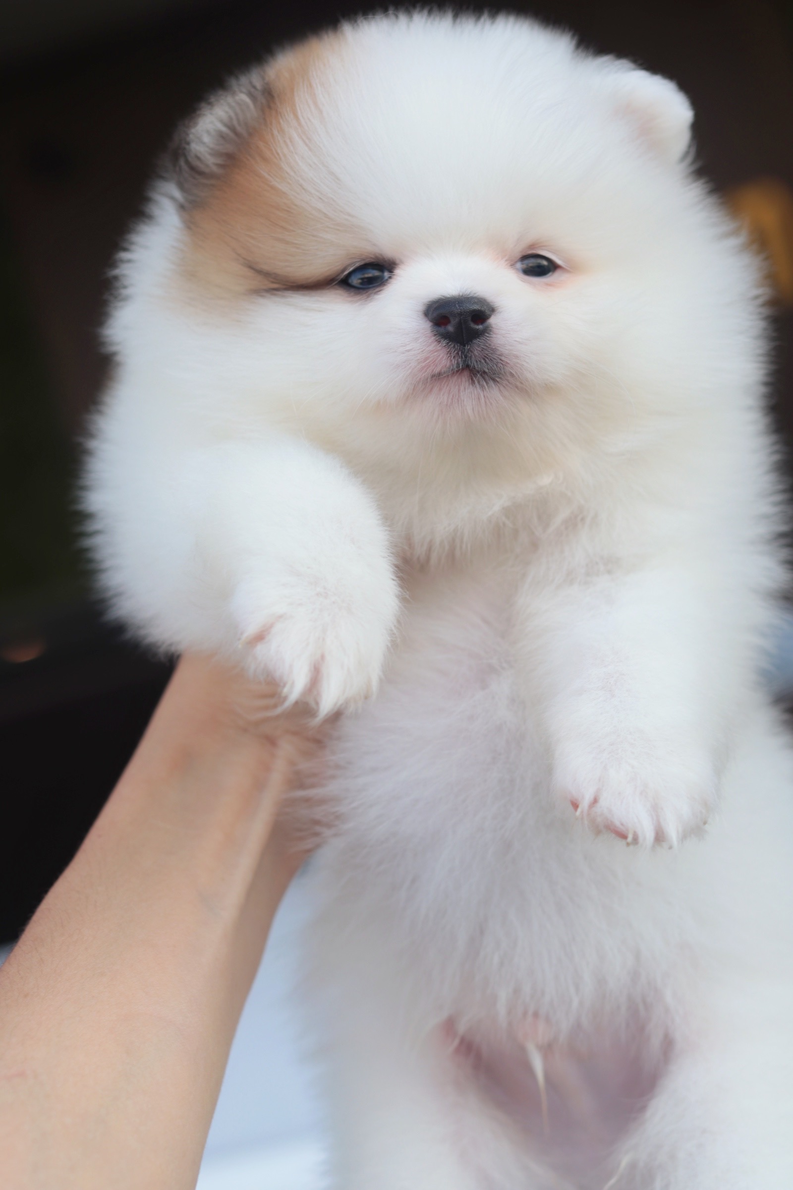 ปอมเมอเรเนียน เพศผู้ แฟนซี