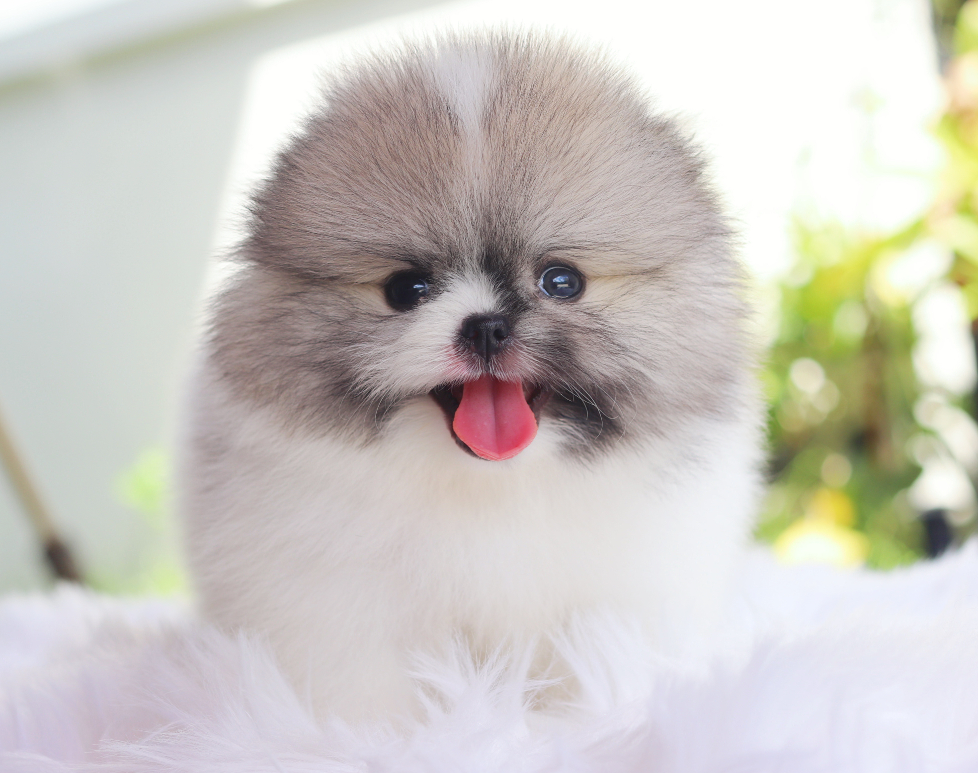 ปอมเมอเรเนียน เพศผู้สีแฟนซีเกรดโชว์