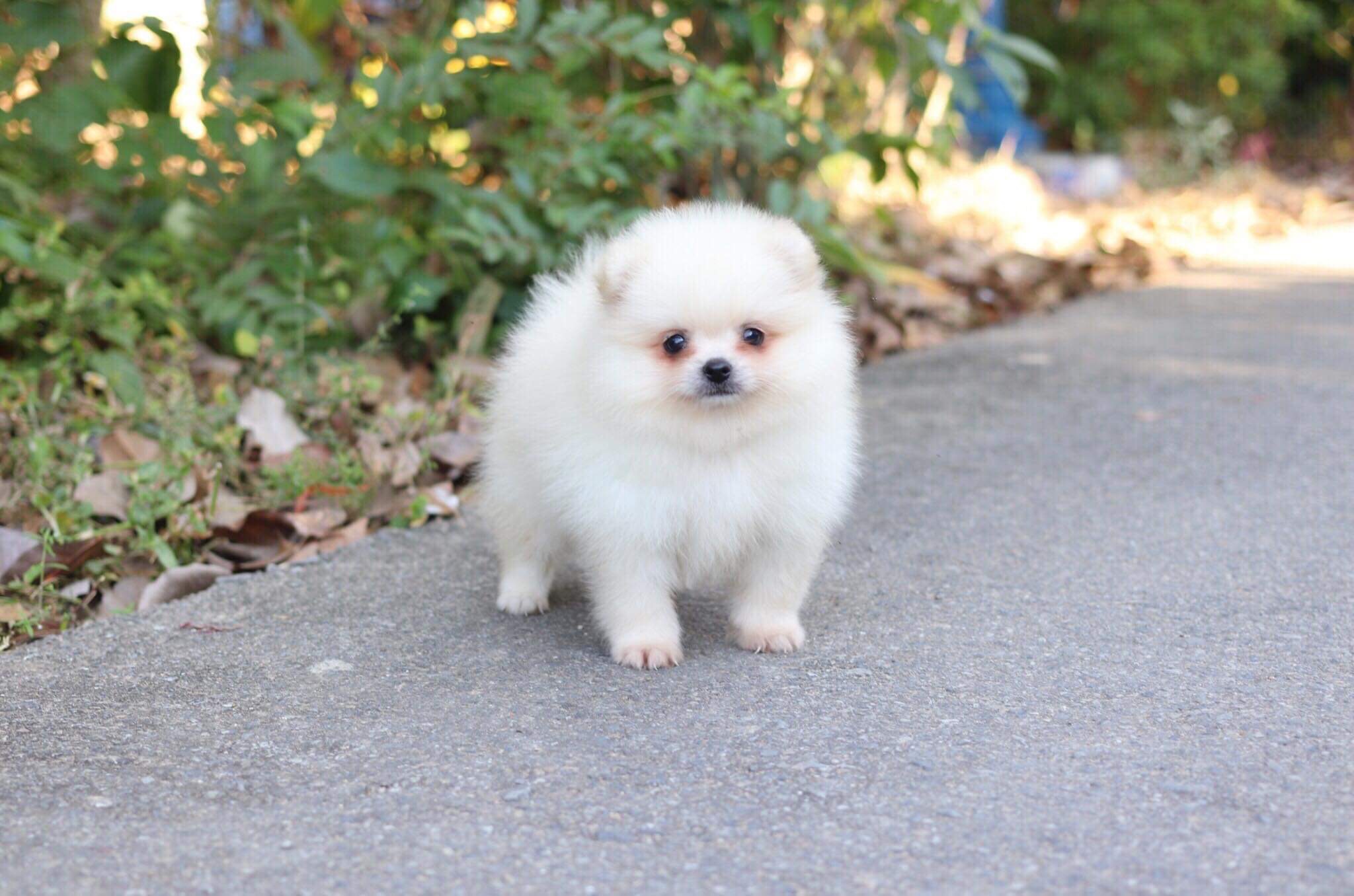 ปอมเมอเรเนียน เพศผู้