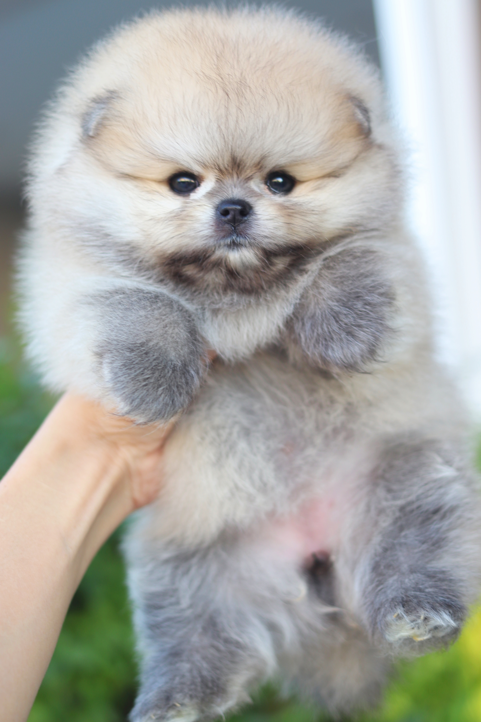 ปอมเมอเรเนียน เพศเมียสีส้มเกรดโชว์