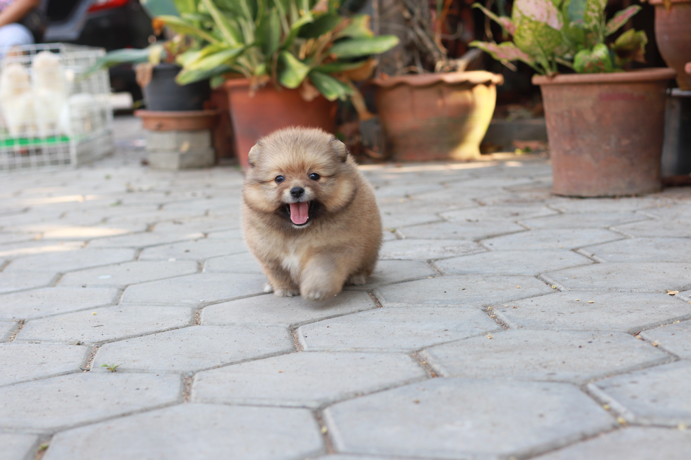 ปอมเมอเรเนียน เพศเมีย