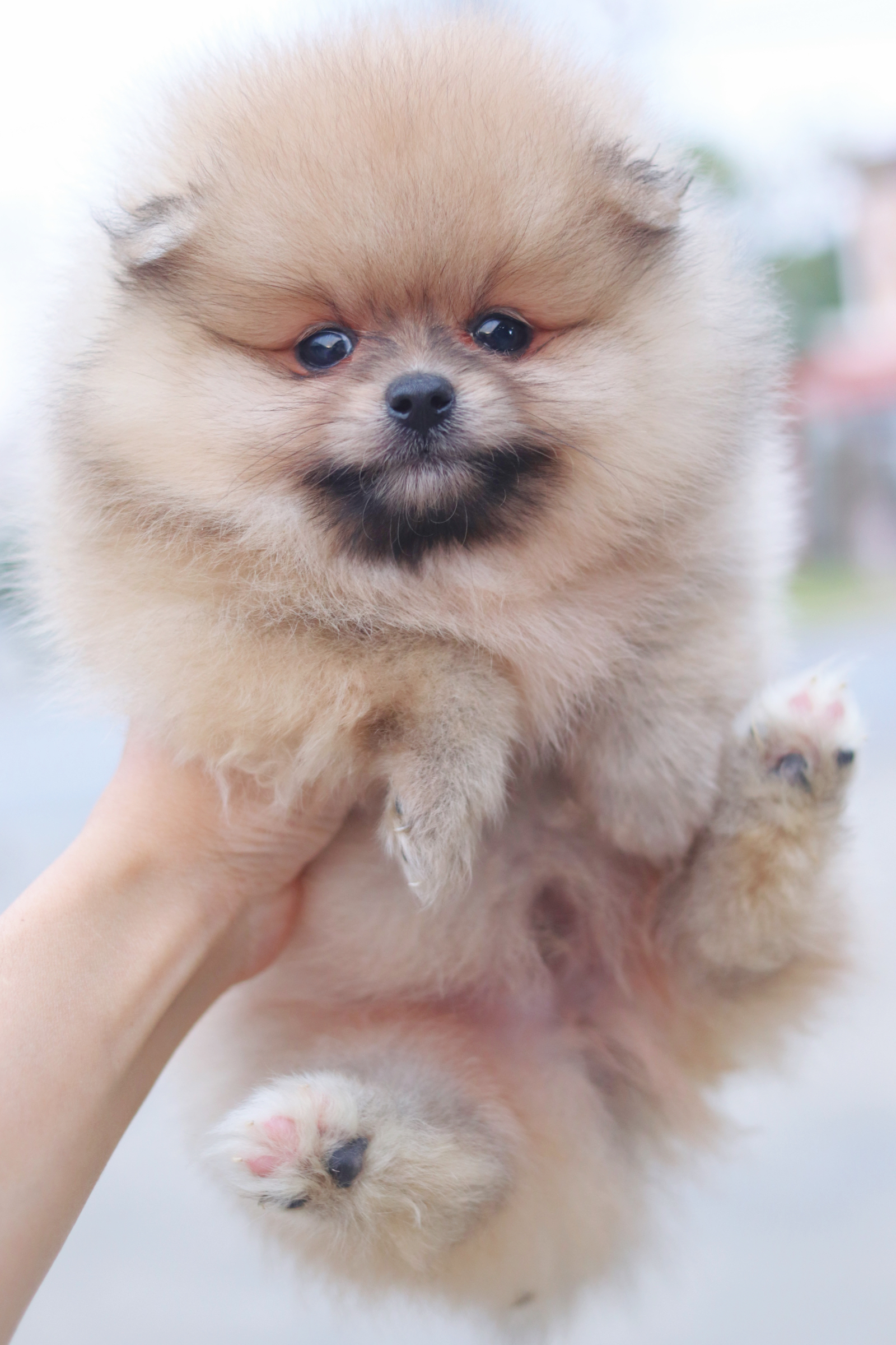 ปอมเมอเรเนียน เพศผู้ สีส้ม