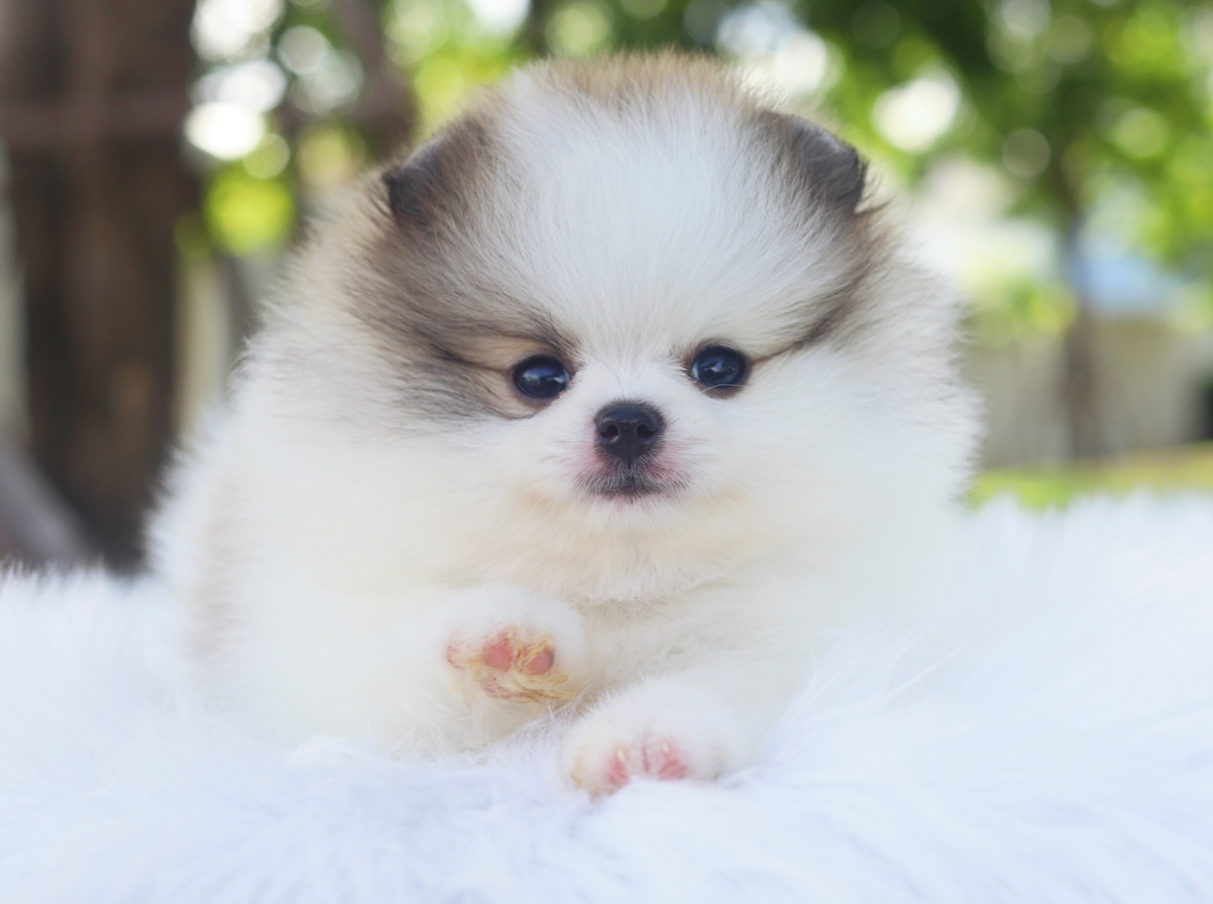 ปอมเมอเรเนียน เพศเมียสีแฟนซี