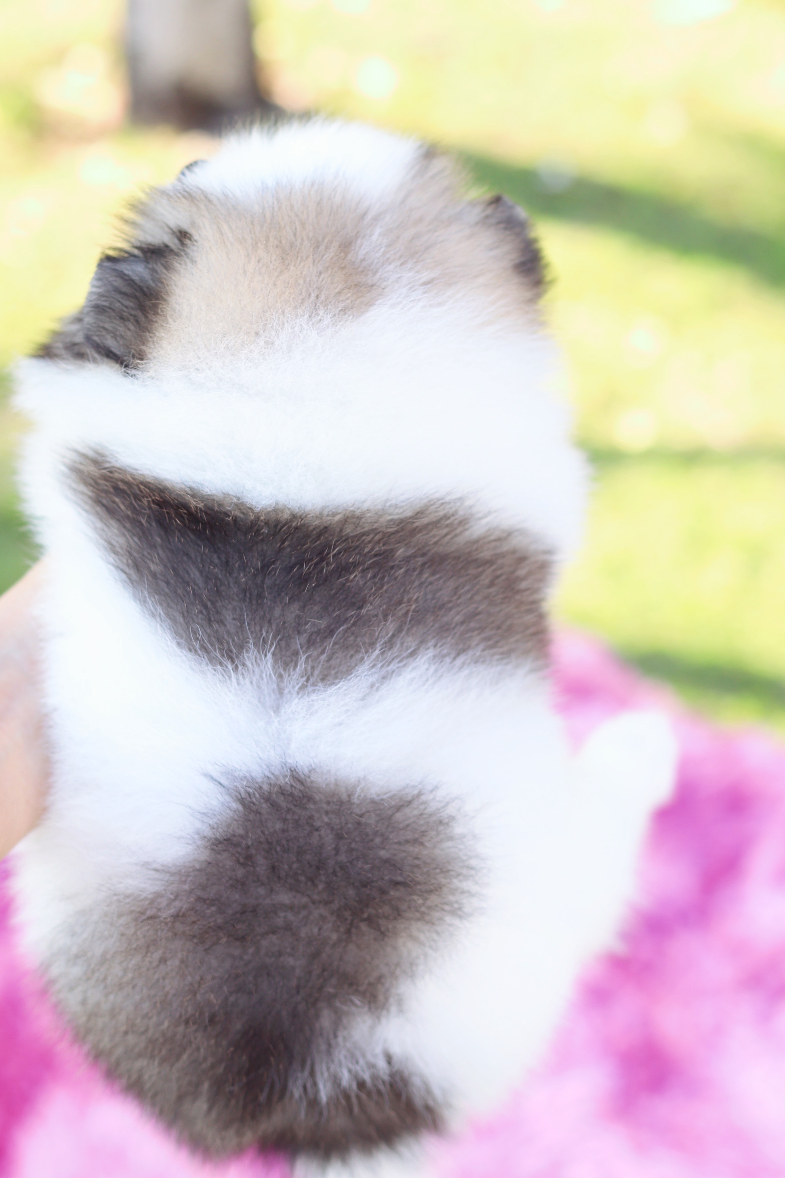 ปอมเมอเรเนียน เพศเมีย สีแฟนซี