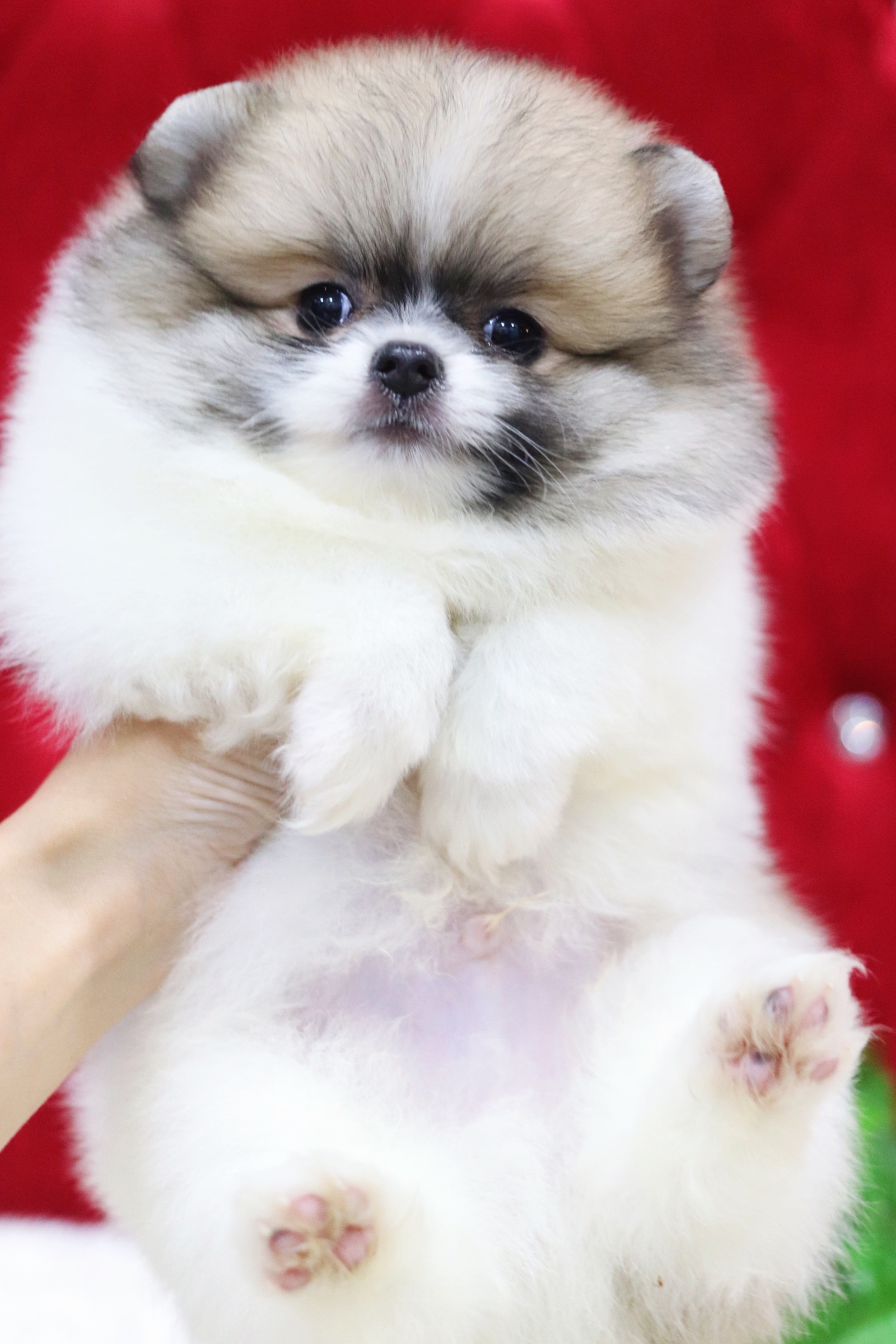 ปอมเมอเรเนียน เพศผู้แฟนซี