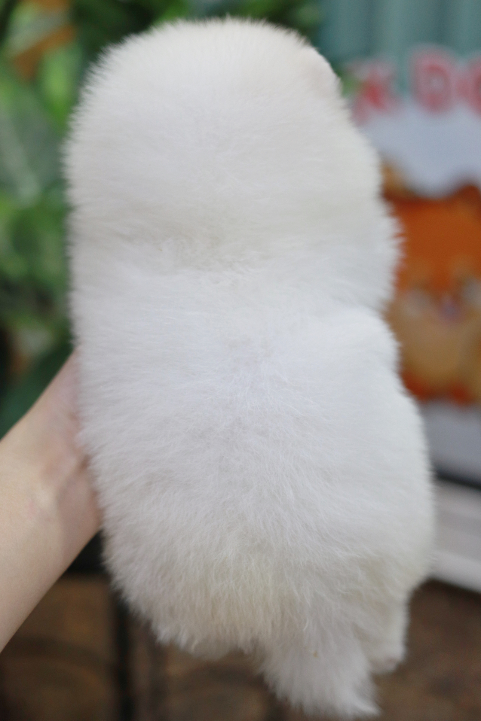 ปอมเมอเรเนียน เพศผู้สีขาว สำลี