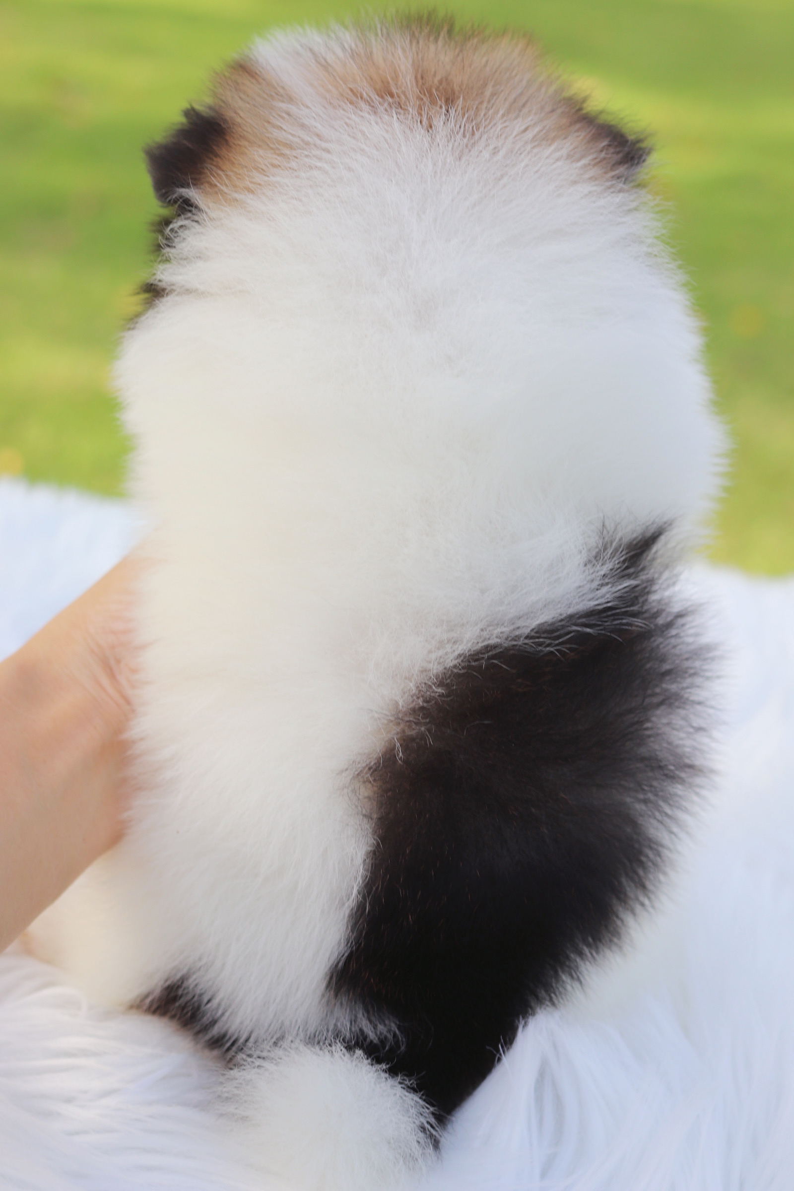 ปอมเมอเรเนียน เพศผู้สีแฟนซี