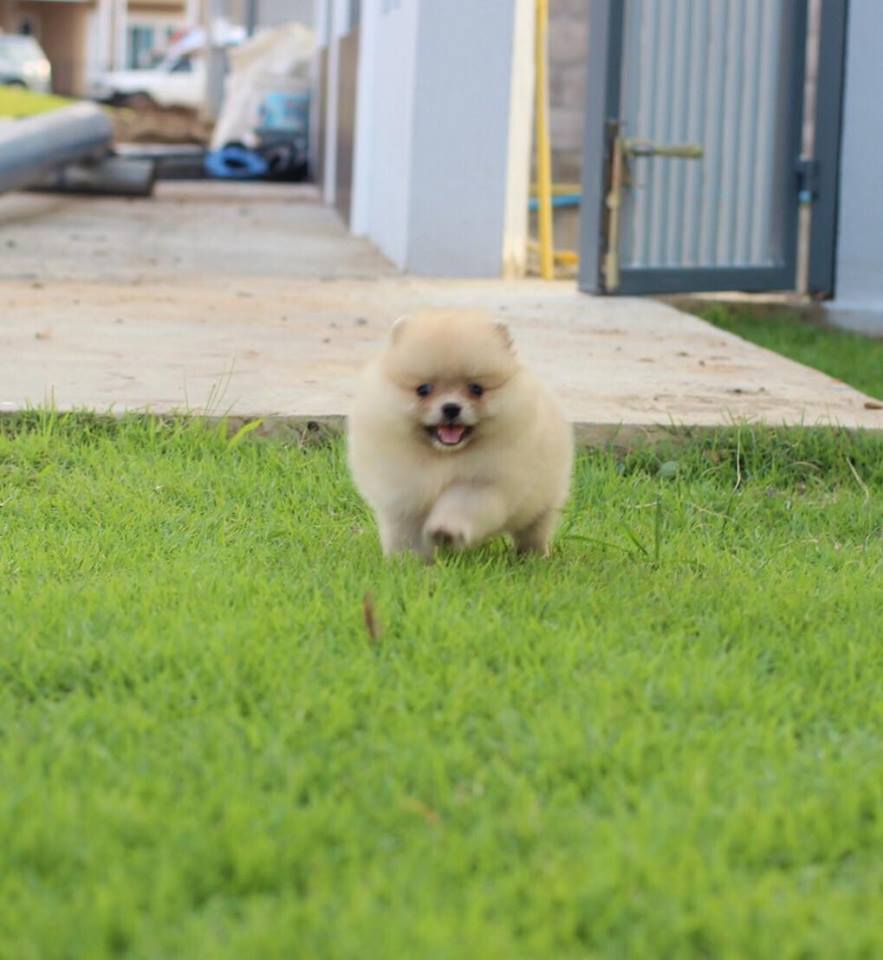 ปอมเมอเรเนียน เพศเมีย