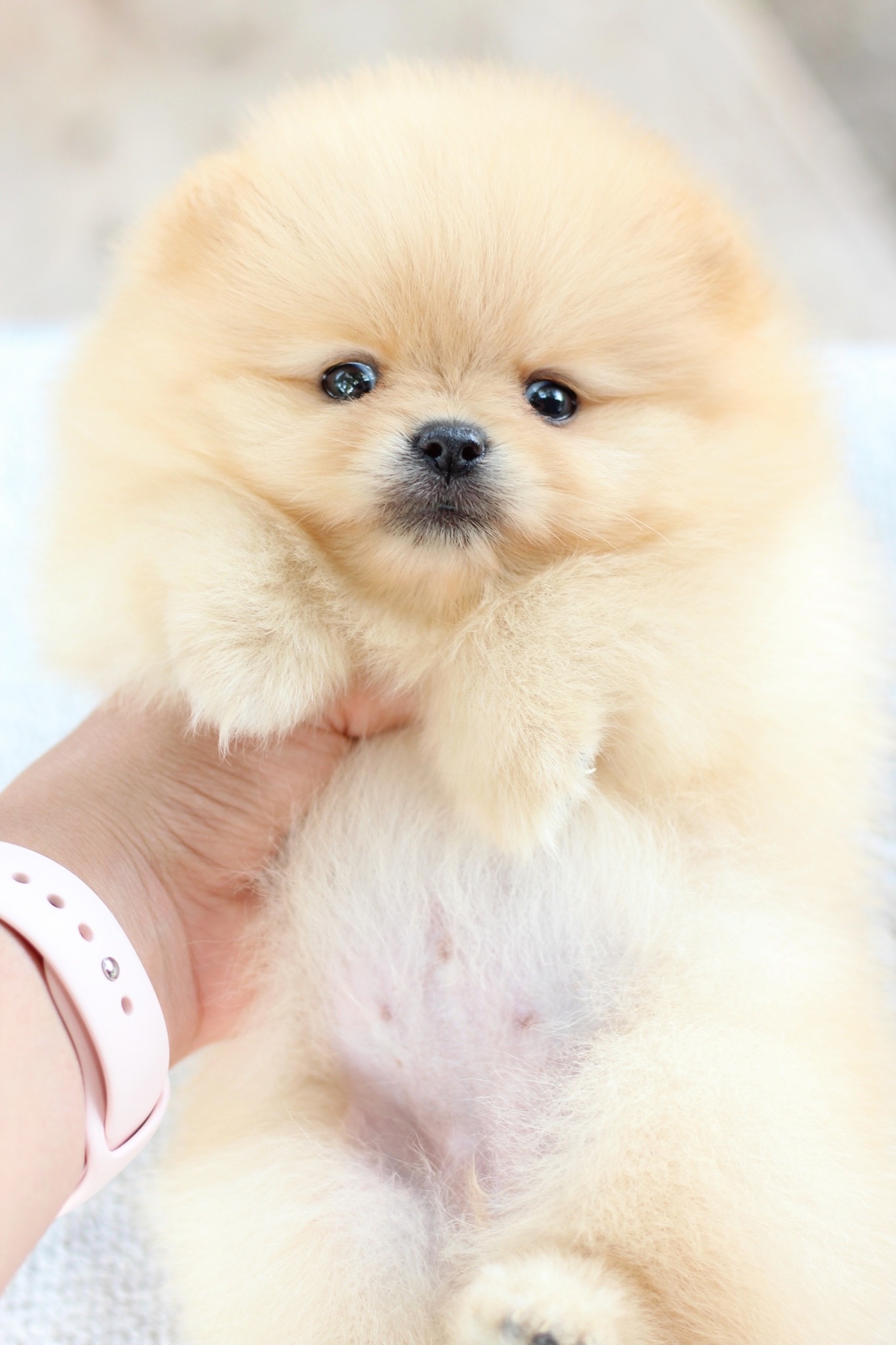 ปอมเมอเรเนียน เพศเมียสีครีม หน้าตุ๊กตา