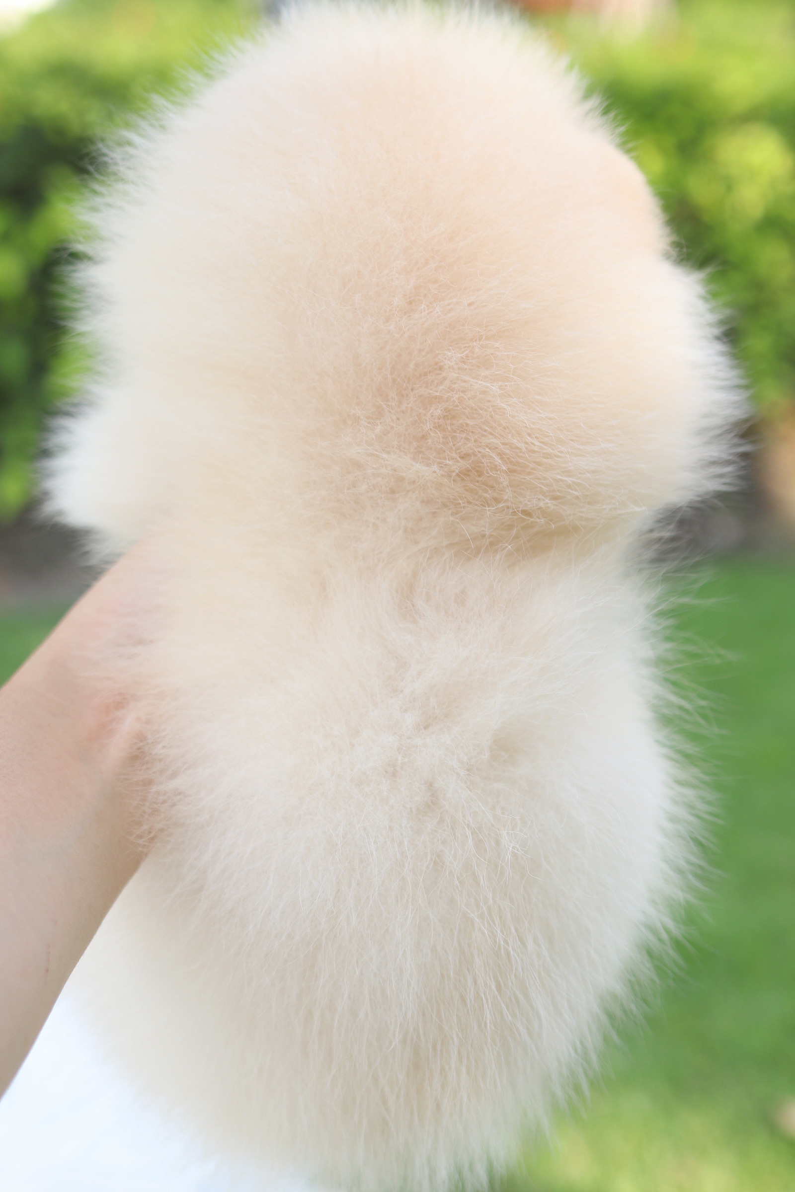 ปอมเมอเรเนียน เพศเมียสีครีม