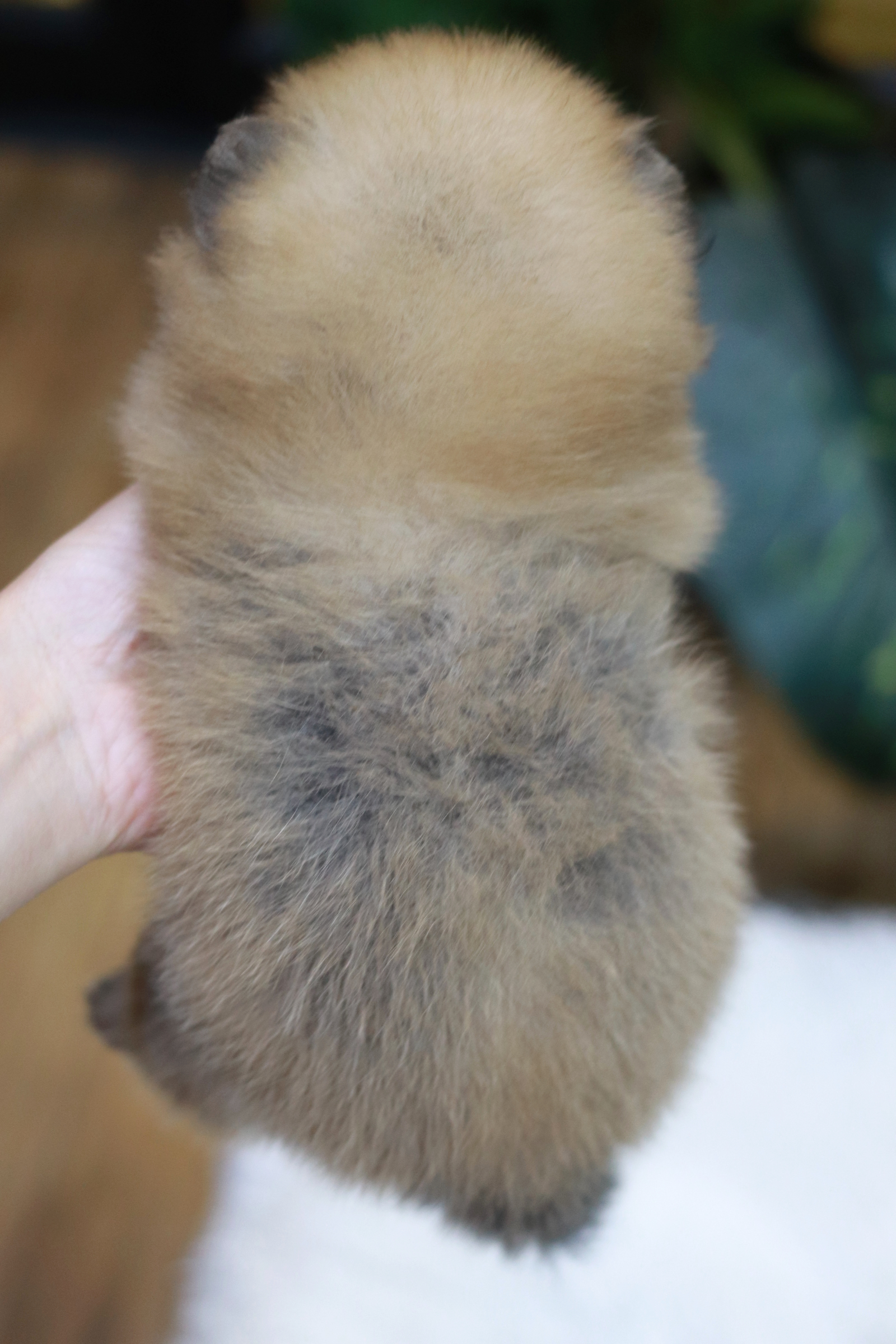 ปอมเมอเรเนียน เพศผู้