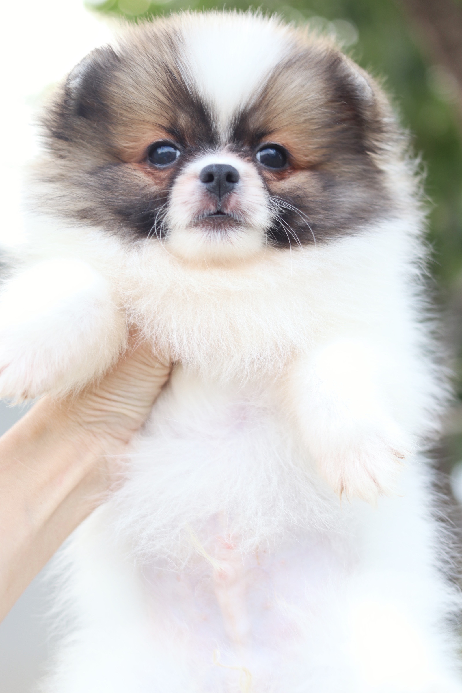 ปอมเมอเรเนียน เพศผู้ แฟนซีไซส์เล็ก