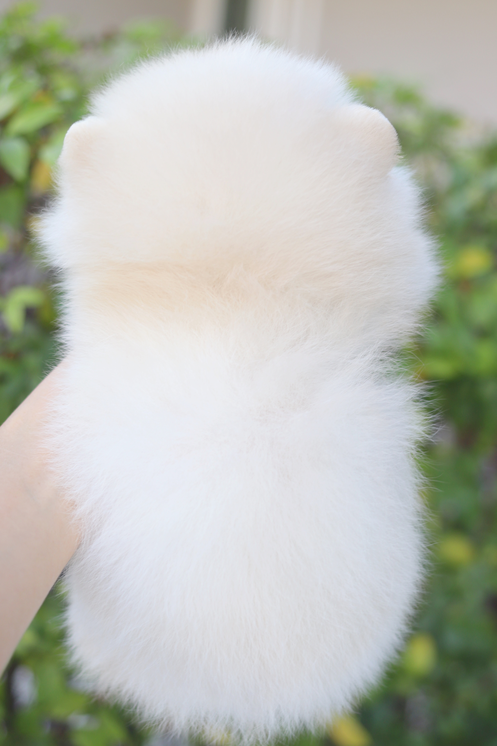 ปอมเมอเรเนียน เพศผู้สีขาวครีม