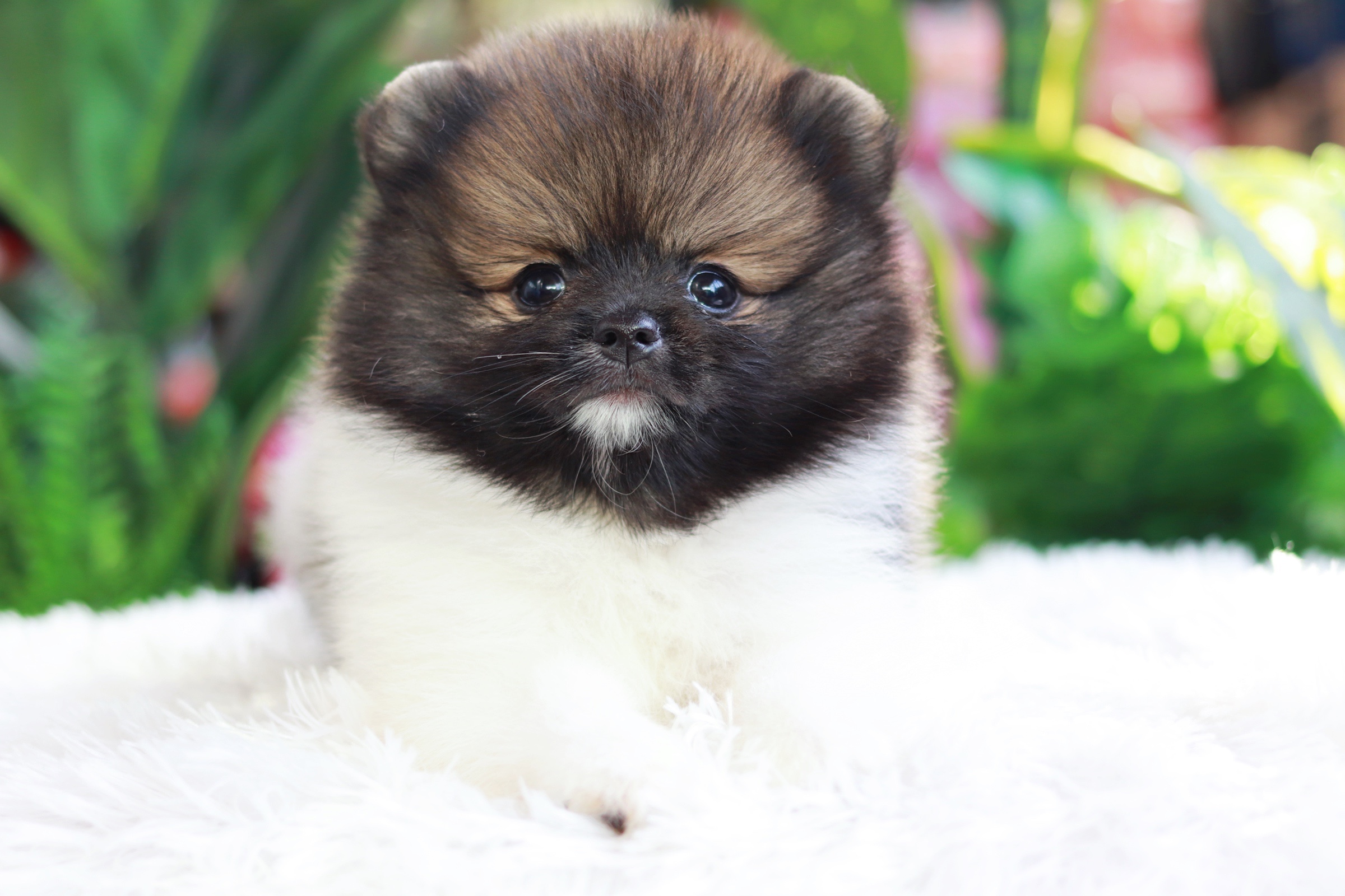 ปอมเมอเรเนียน เพศผู้แฟนซี