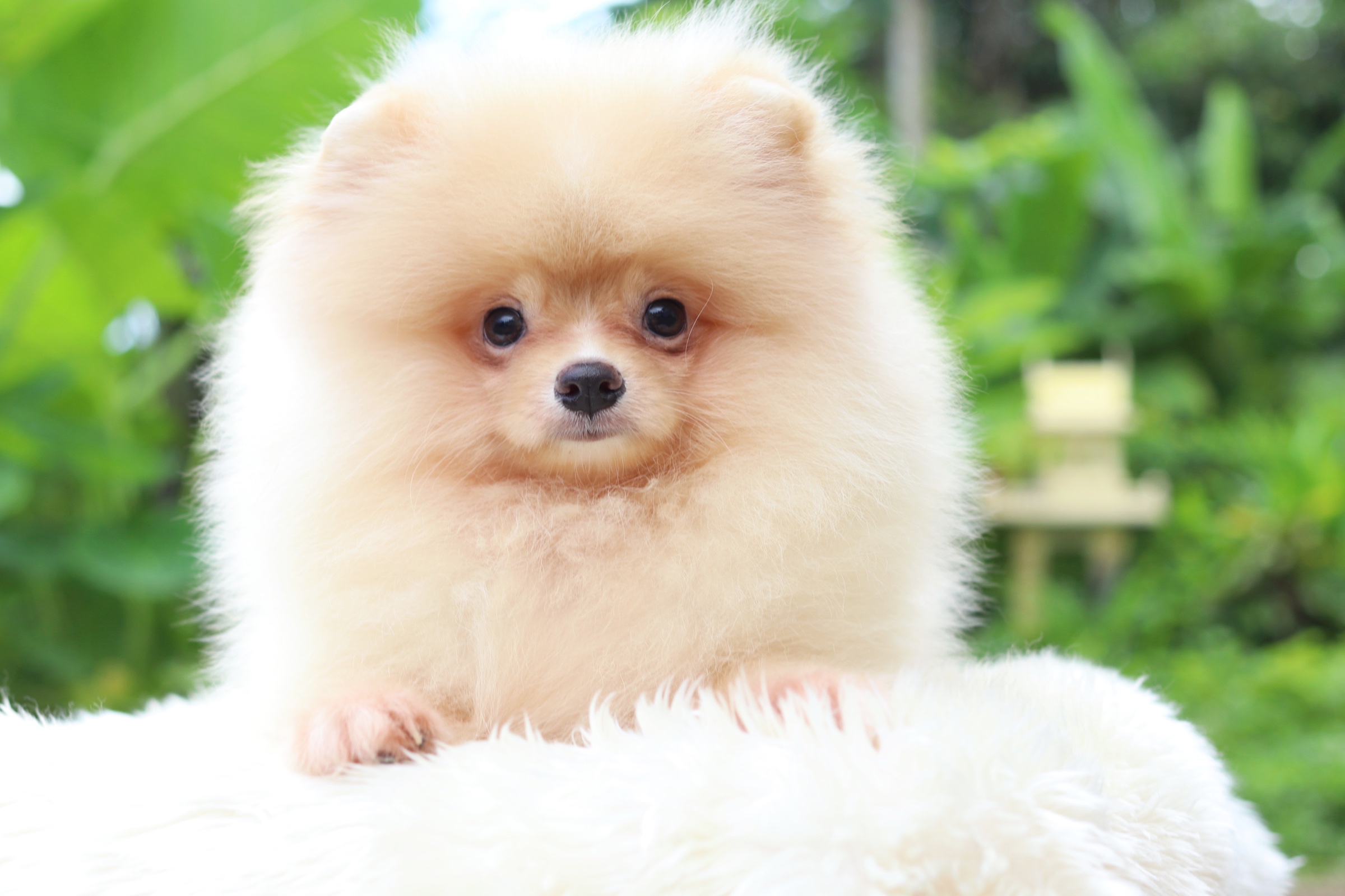 ปอมเมอเรเนียน เพศผู้ สีครีม อายุ สามเดือน