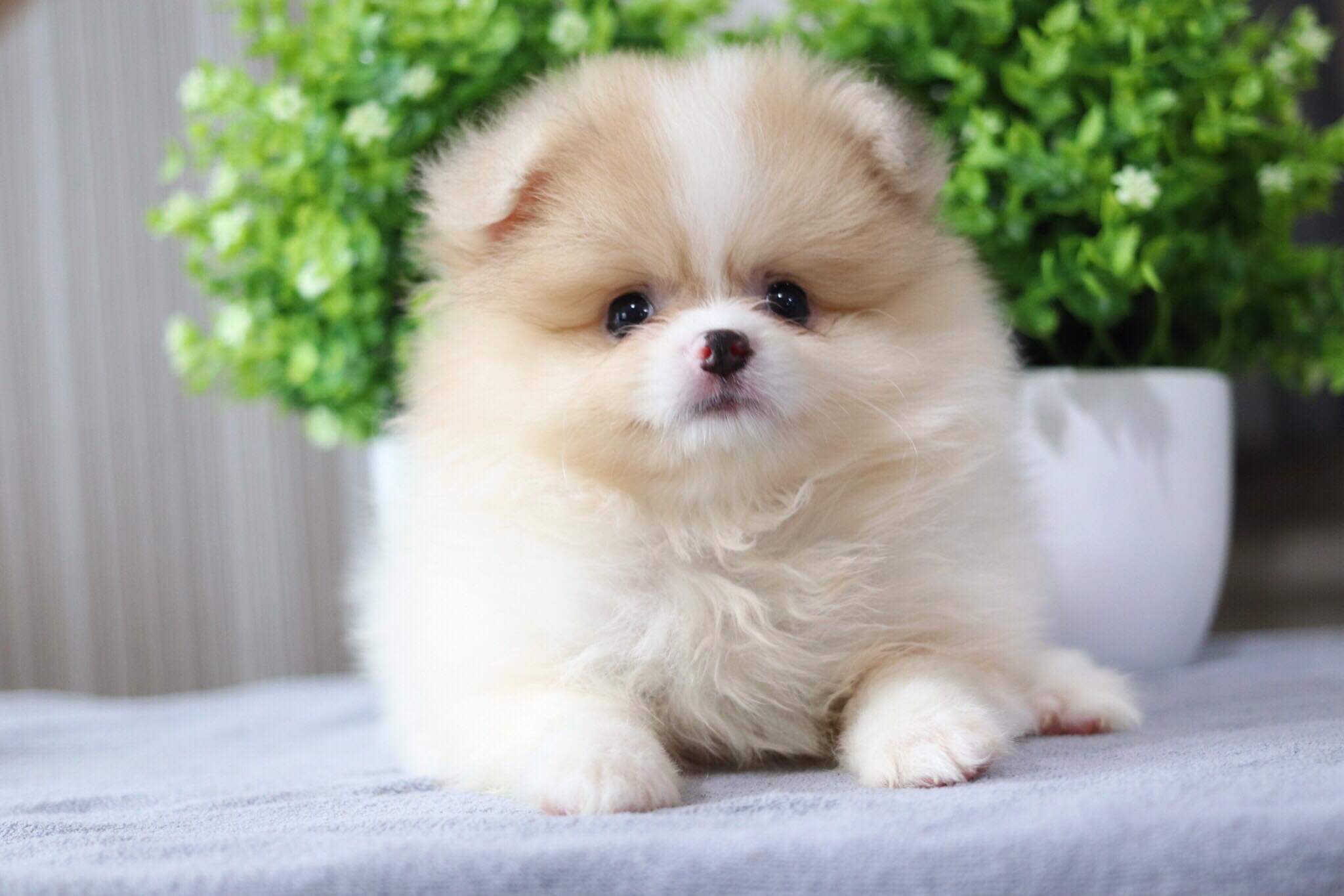 ปอมเมอเรเนียน เพศเมีย