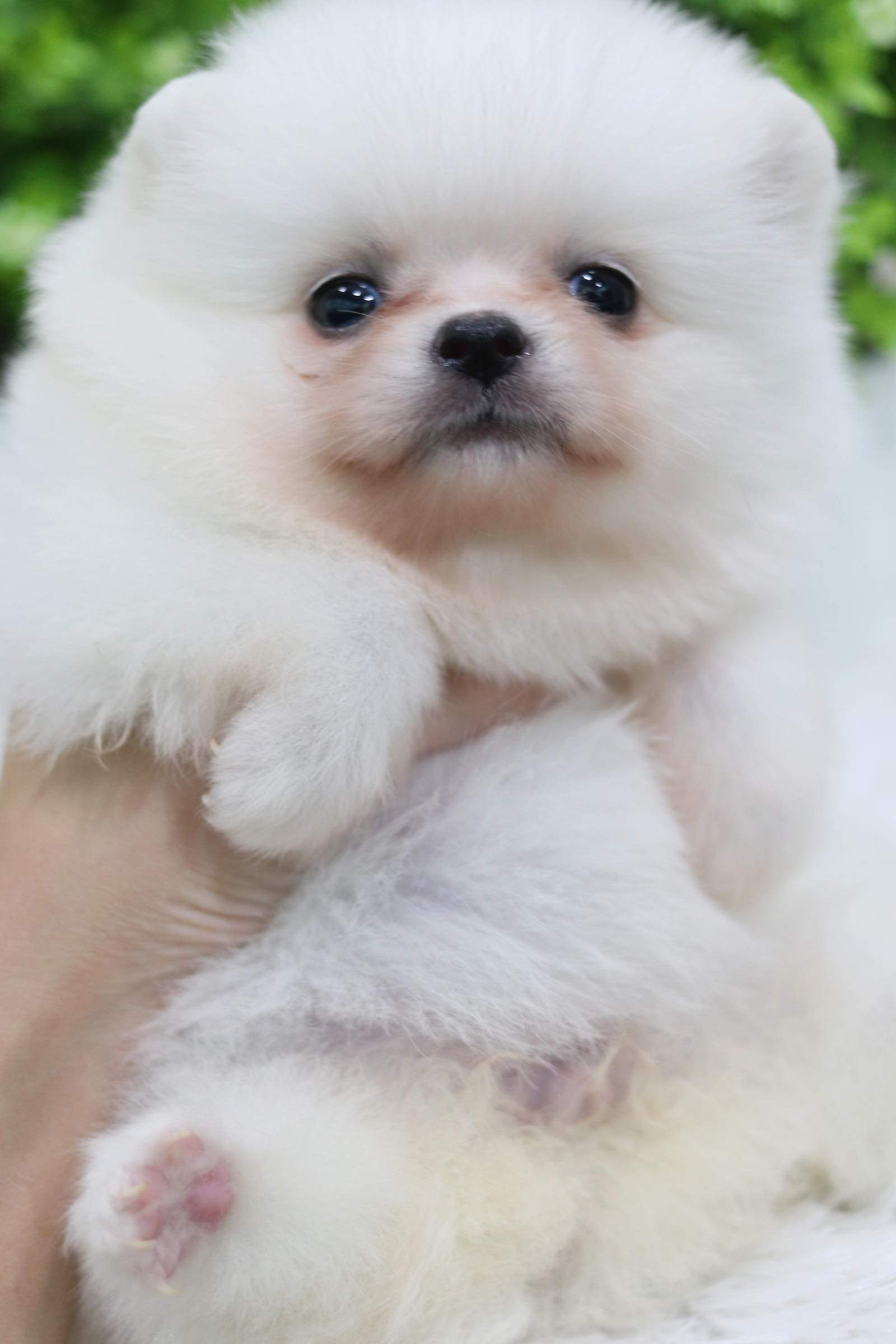 ปอมเมอเรเนียน เพศเมีย