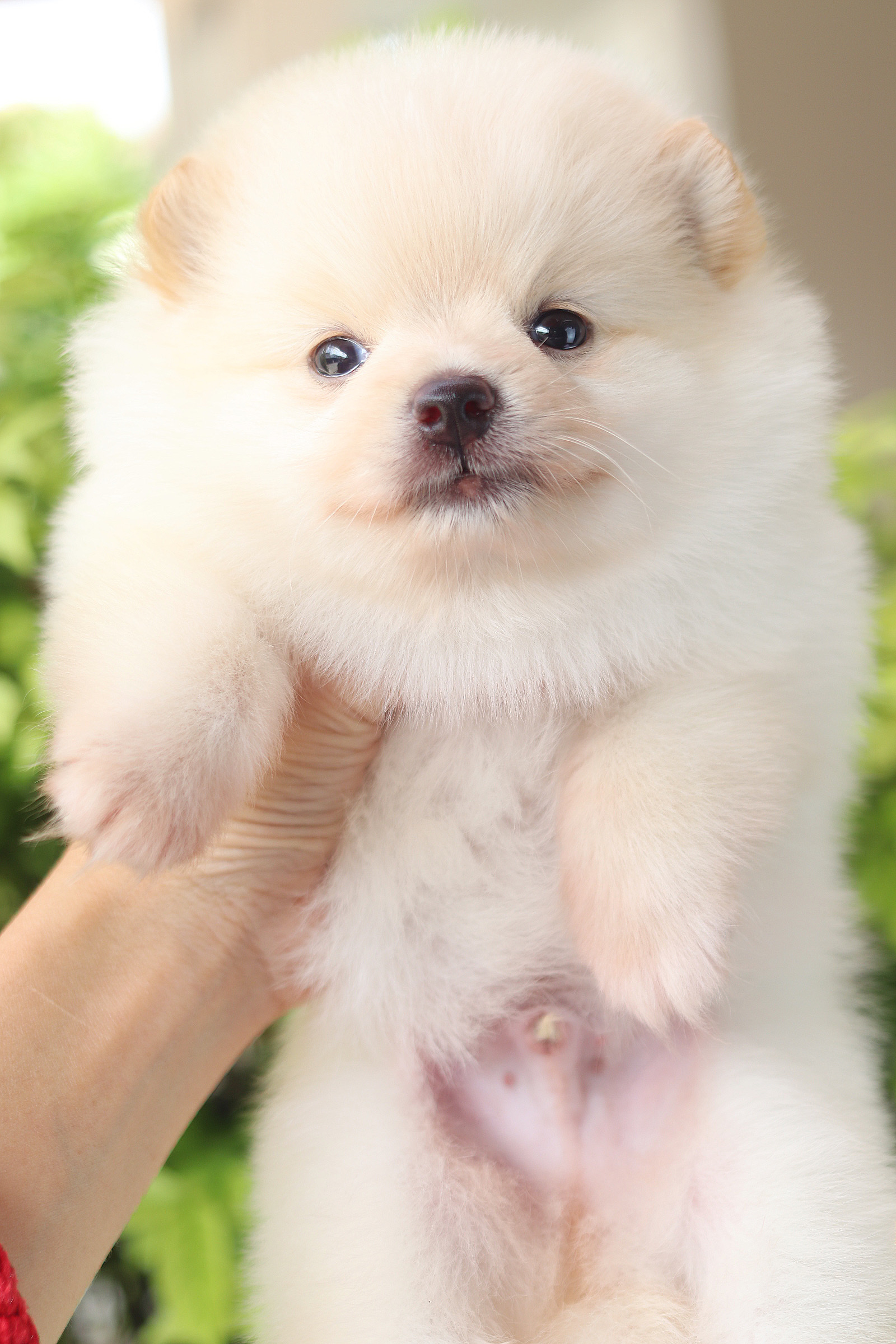 ปอมเมอเรเนียน เพศผู้สีครีม