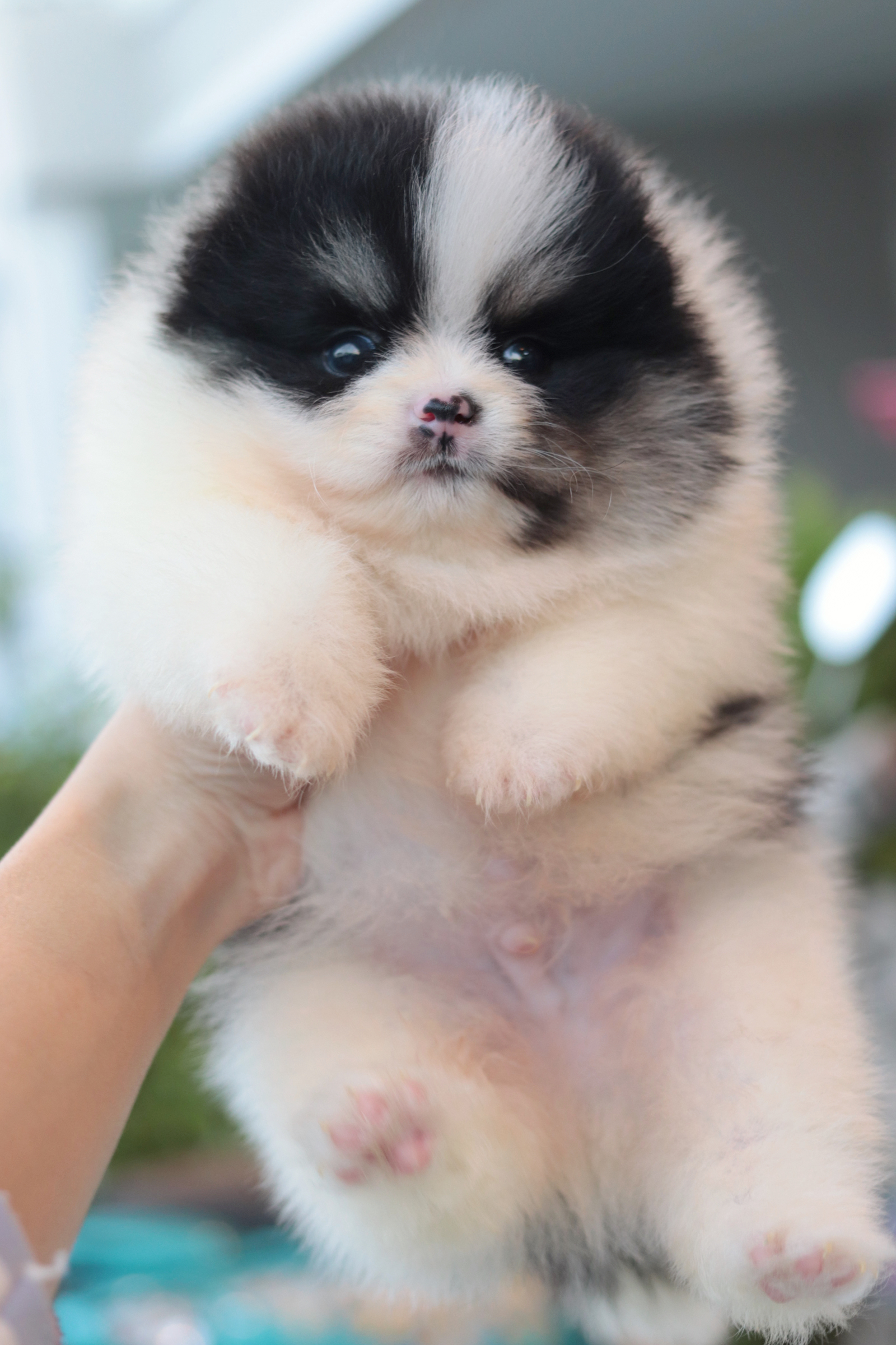 ปอมเมอเรเนียน เพศผู้ ปาร์ตี้แบล็คแทน