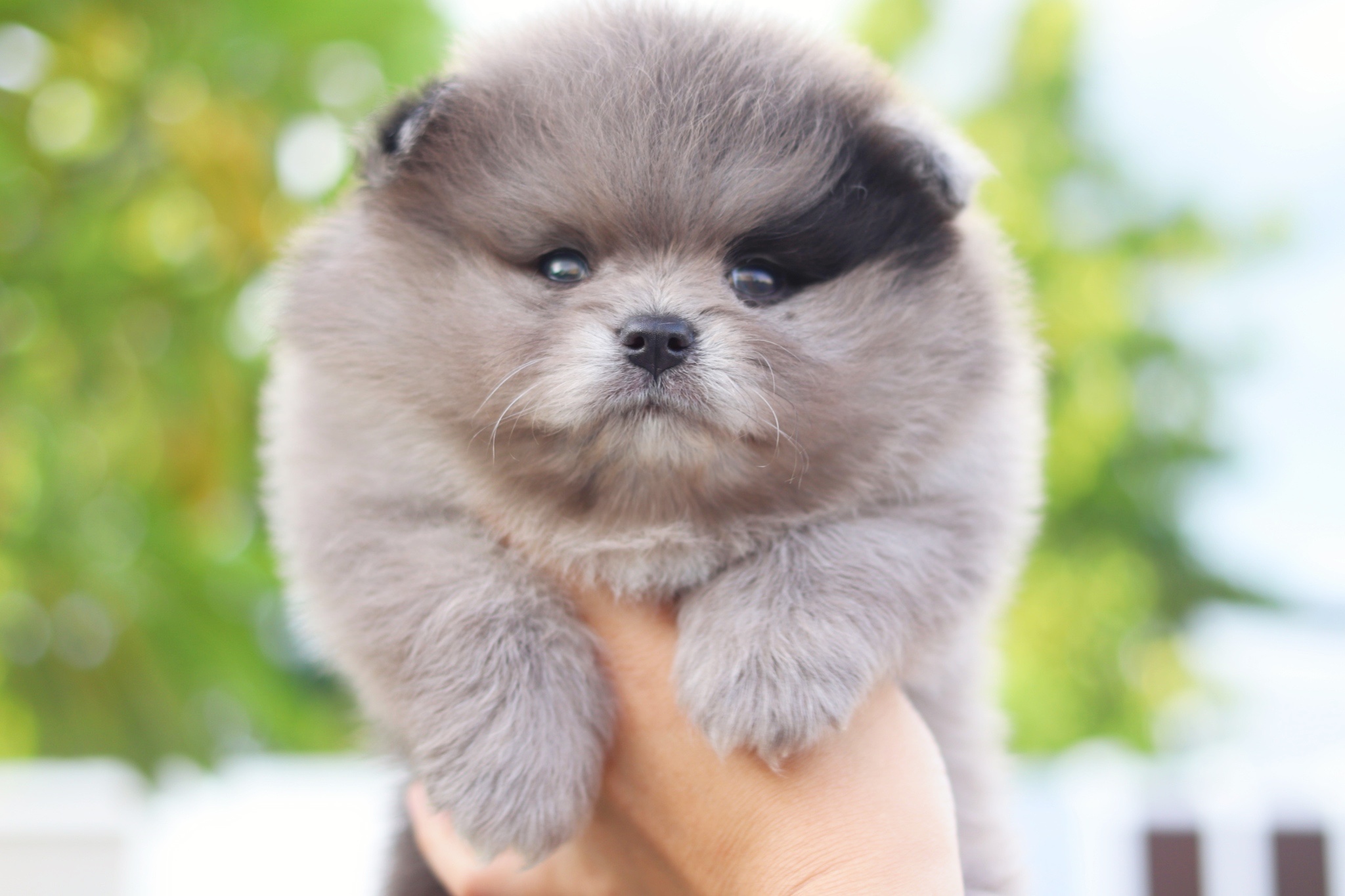 ปอมเมอเรเนียน เพศผู้สีเมอร์เร่