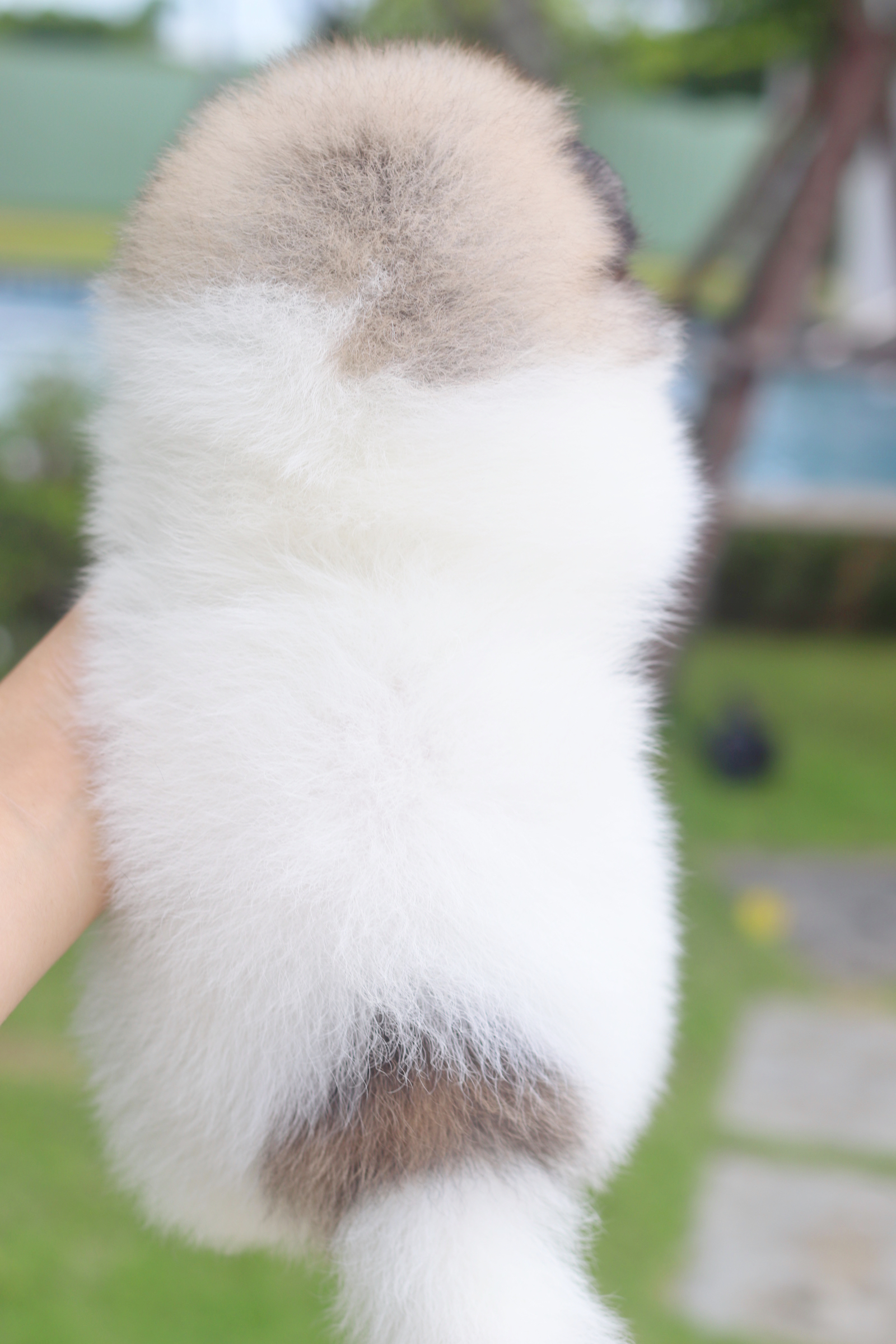 ปอมเมอเรเนียน เพศเมีย สีแฟนซี