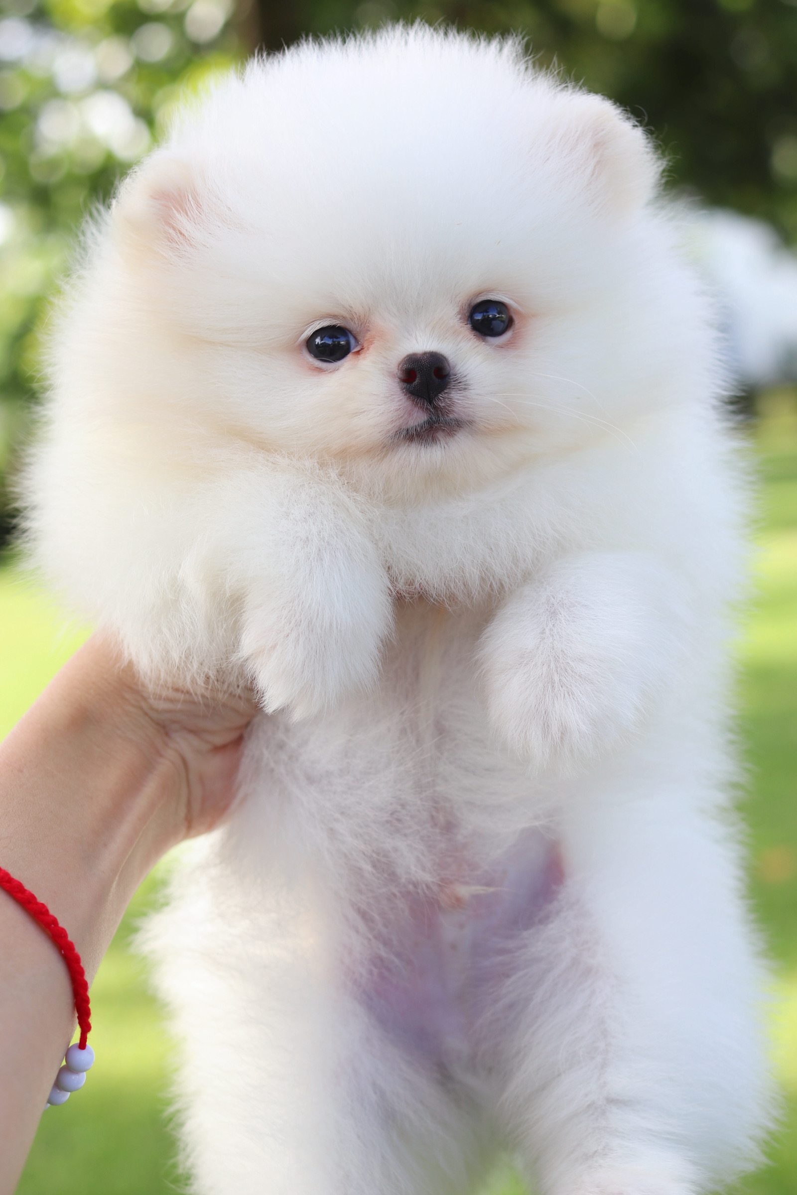 ปอมเมอเรเนียน เพศผู้สีขาวครีม เกรดโชว์